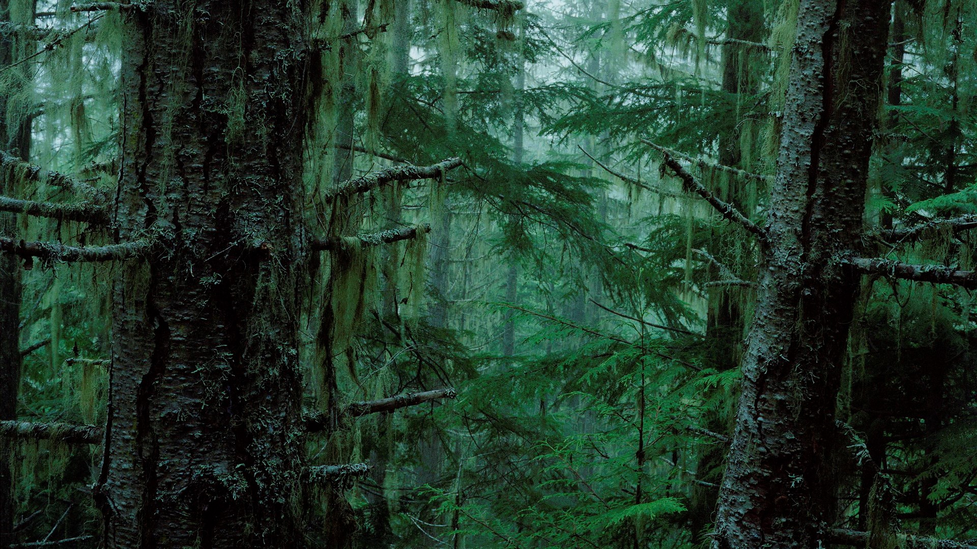 Moss-covered trees in a dark, misty forest HD Wallpaper