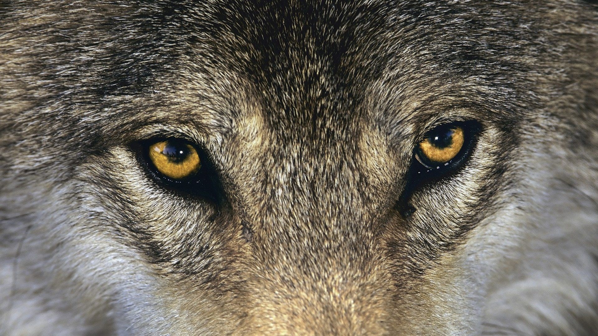 Close-up of a wolf's intense yellow eyes HD Wallpaper