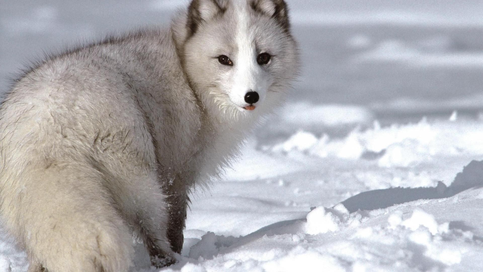Arctic fox in the snow HD Wallpaper