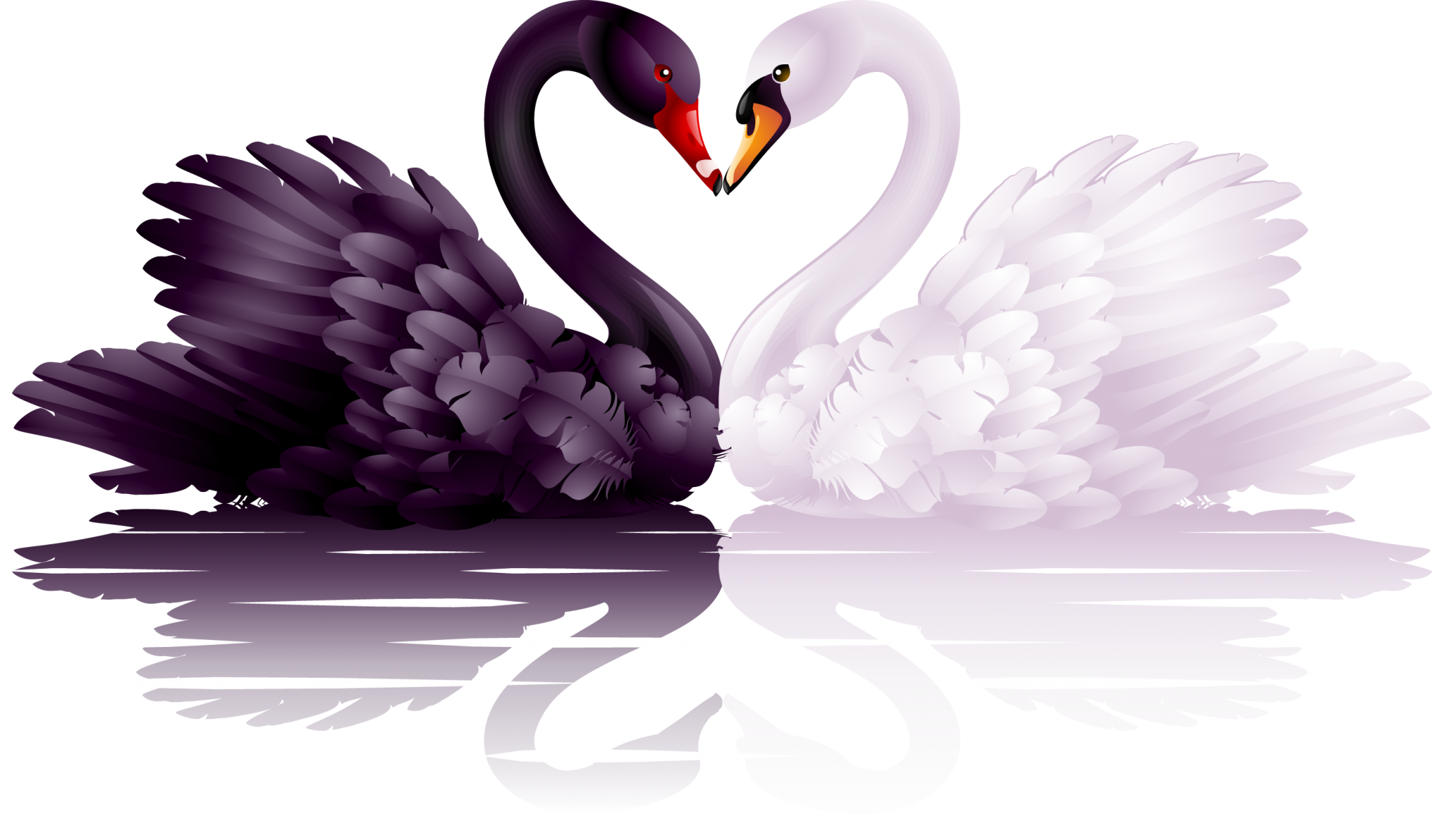 Black and white swans forming a heart shape HD Wallpaper