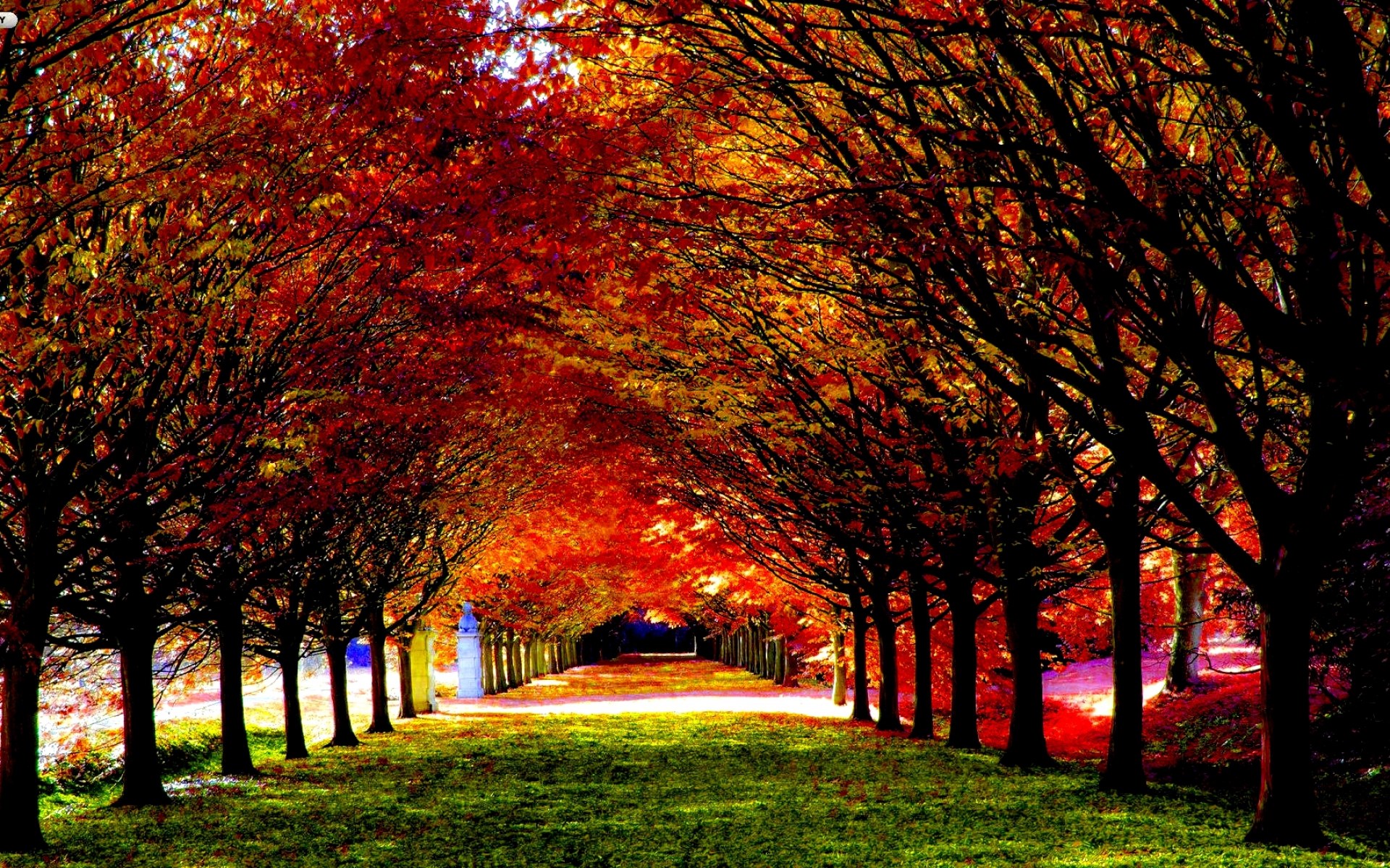 Autumn trees lining a path HD Wallpaper