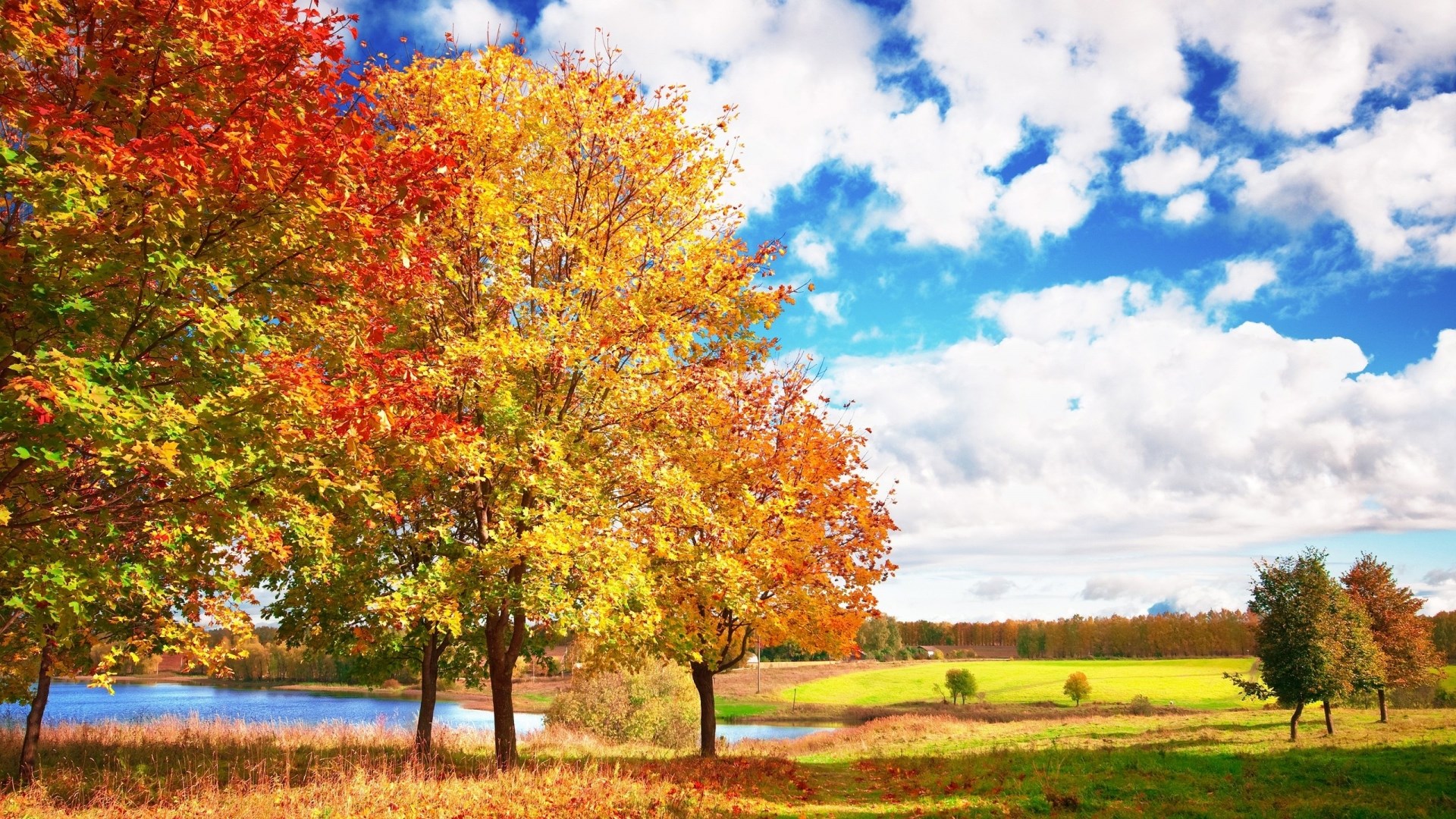 Autumn trees by a lake under a blue sky HD Wallpaper
