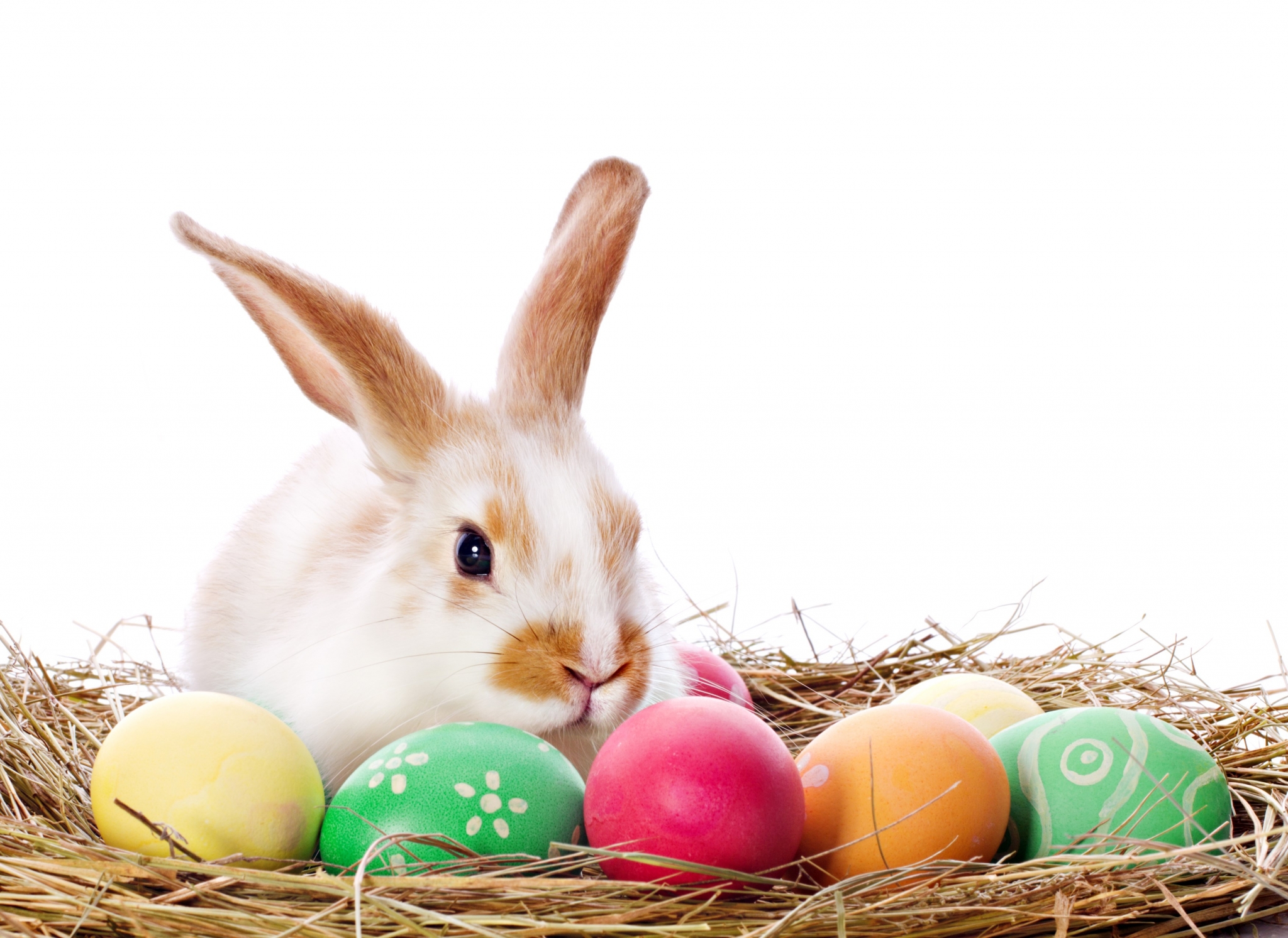 Easter bunny with decorated eggs in a nest HD Wallpaper