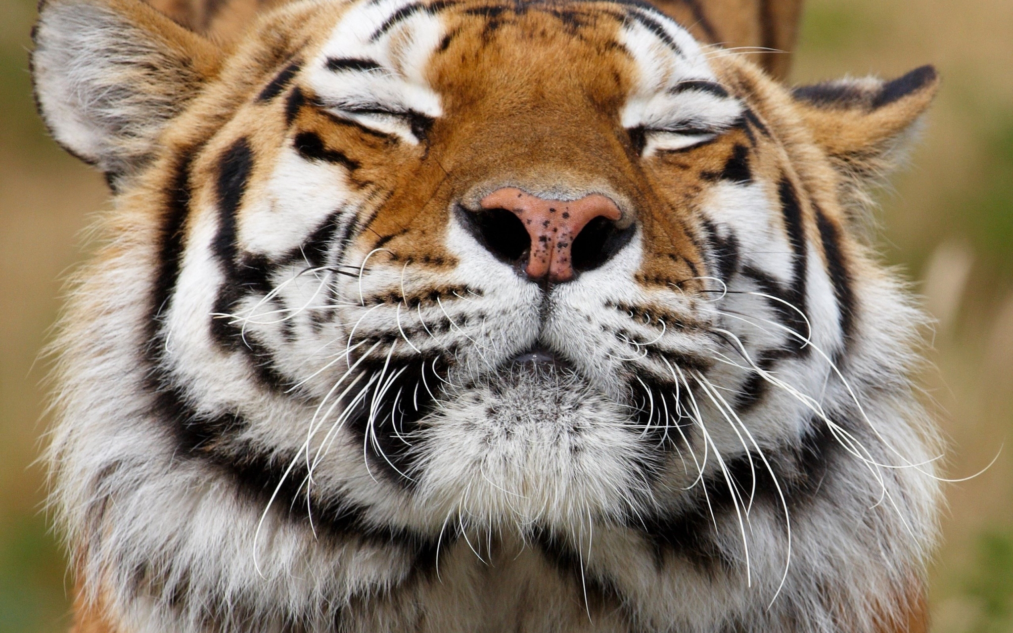 Close-up of a tiger's face HD Wallpaper