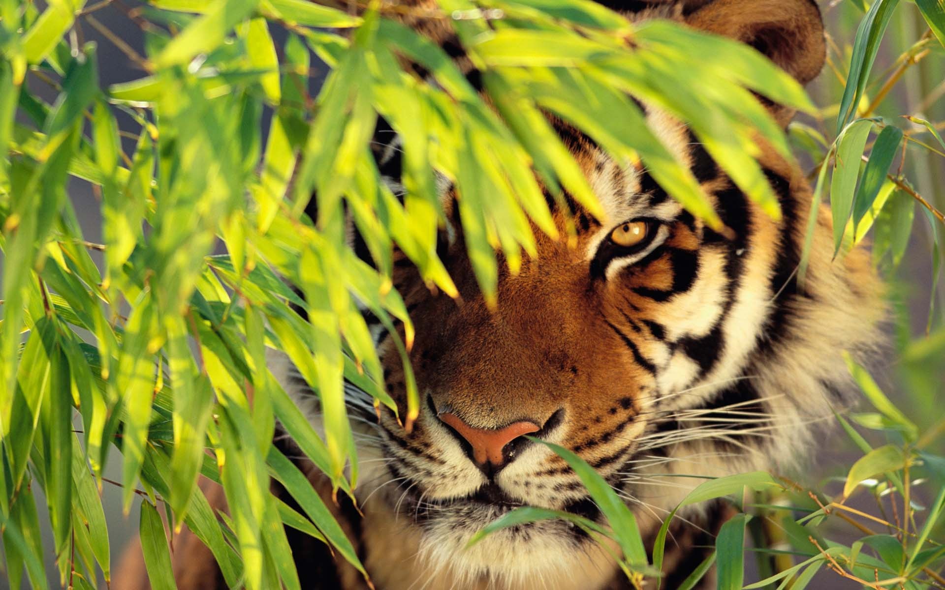 Tiger peeking through bamboo leaves HD Wallpaper