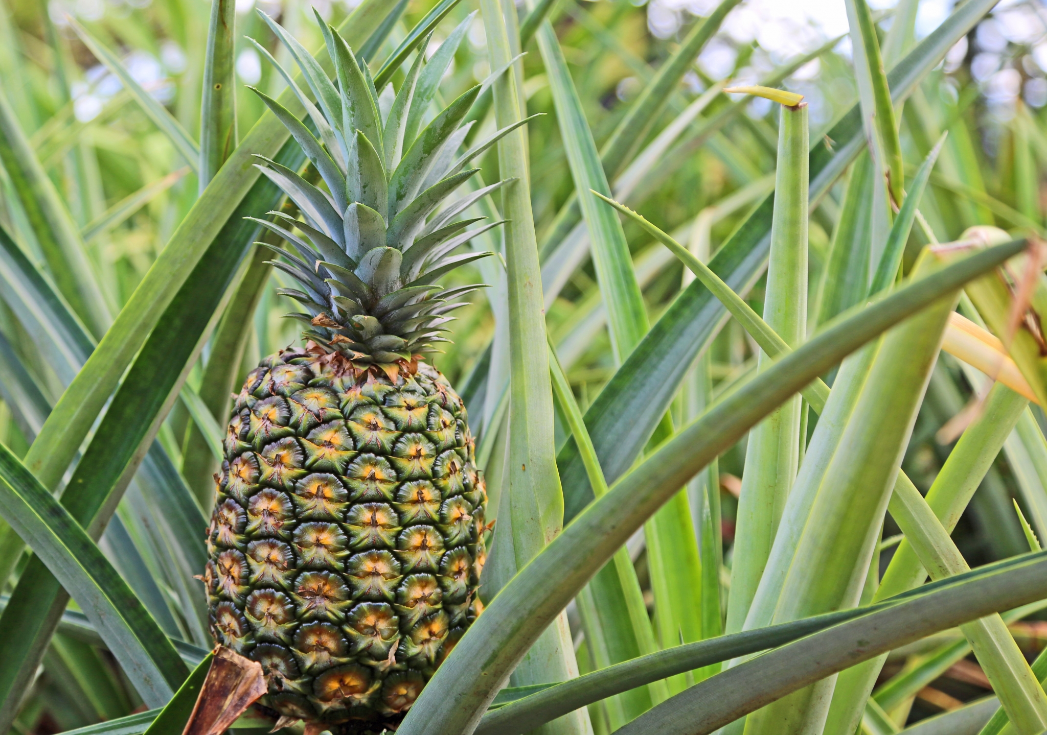 Pineapple growing on a plant HD Wallpaper