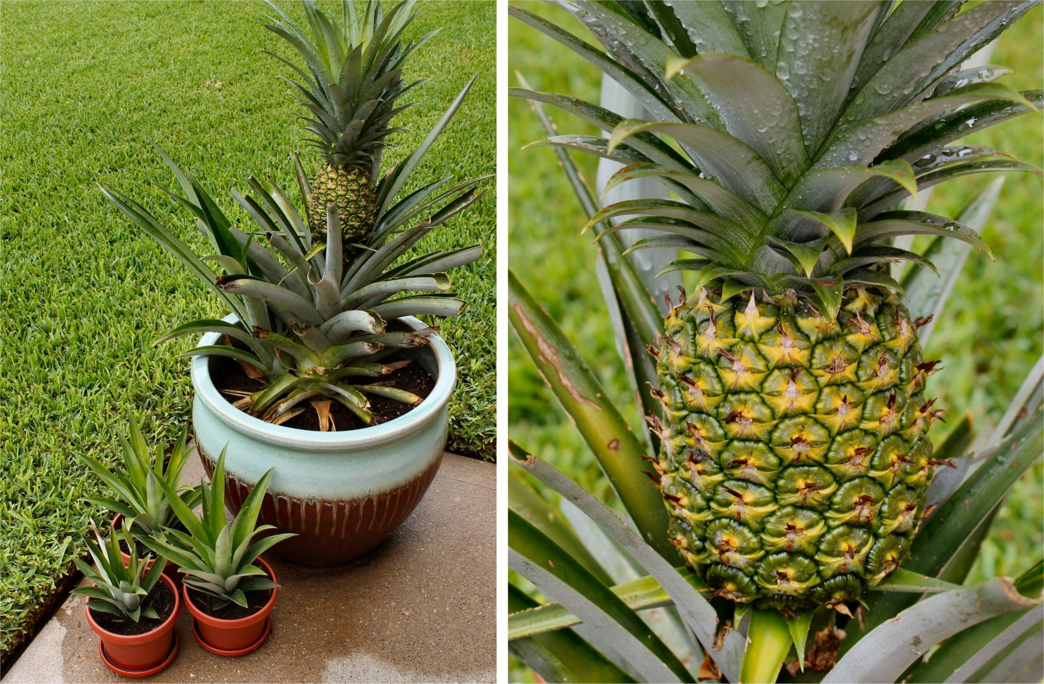 Pineapple plant with fruit and pups HD Wallpaper