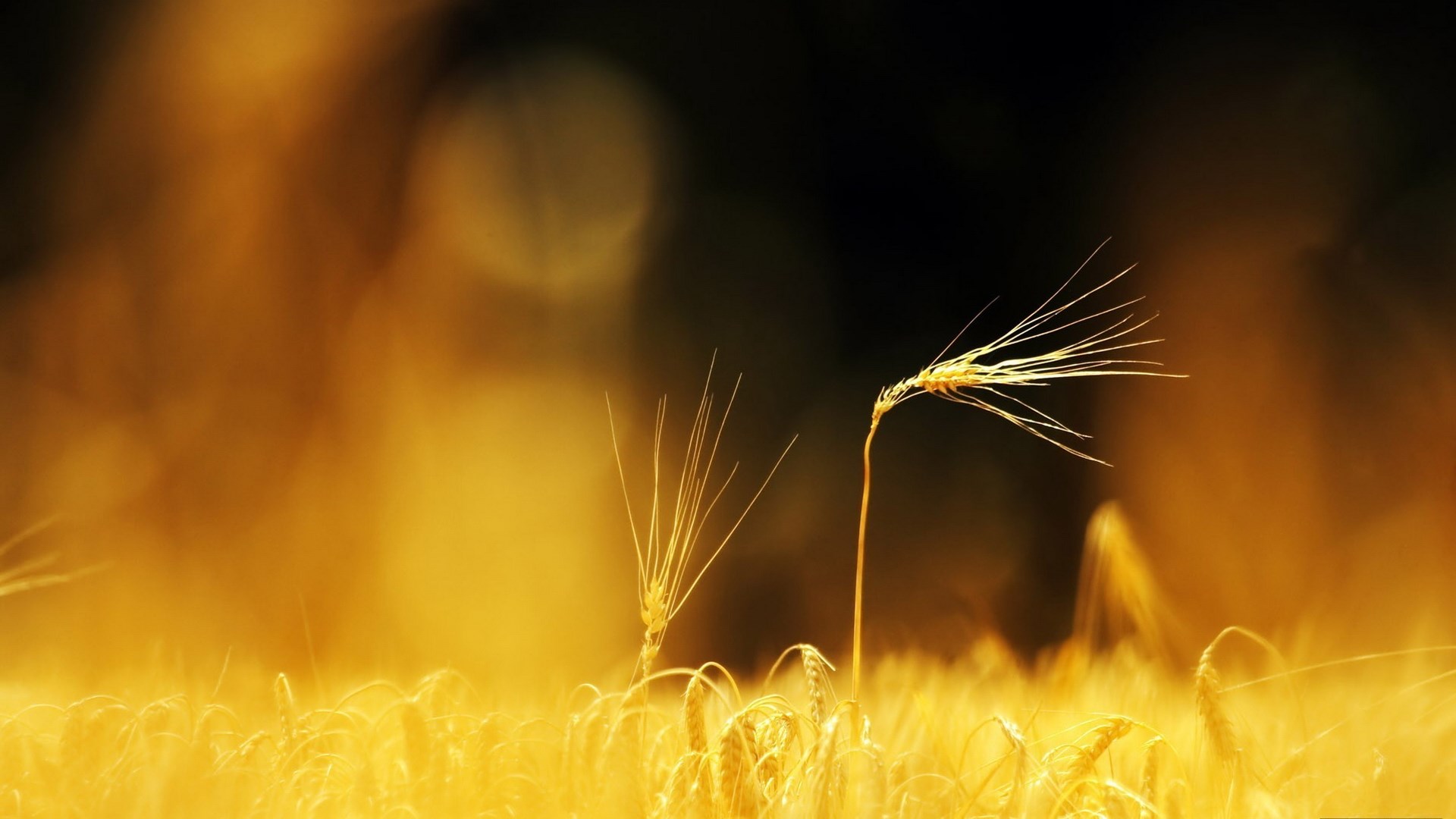 Golden wheat field at sunset HD Wallpaper