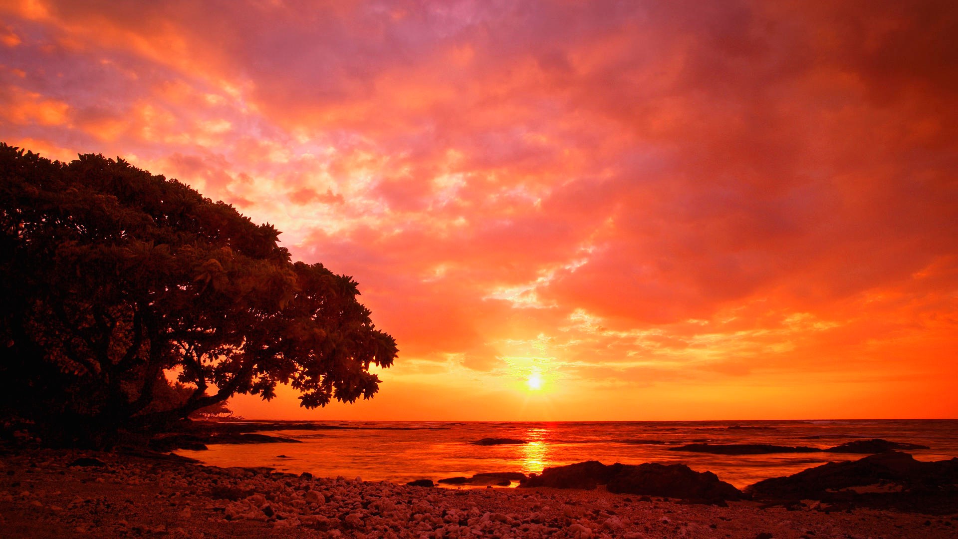 Sunset over the ocean with a tree HD Wallpaper
