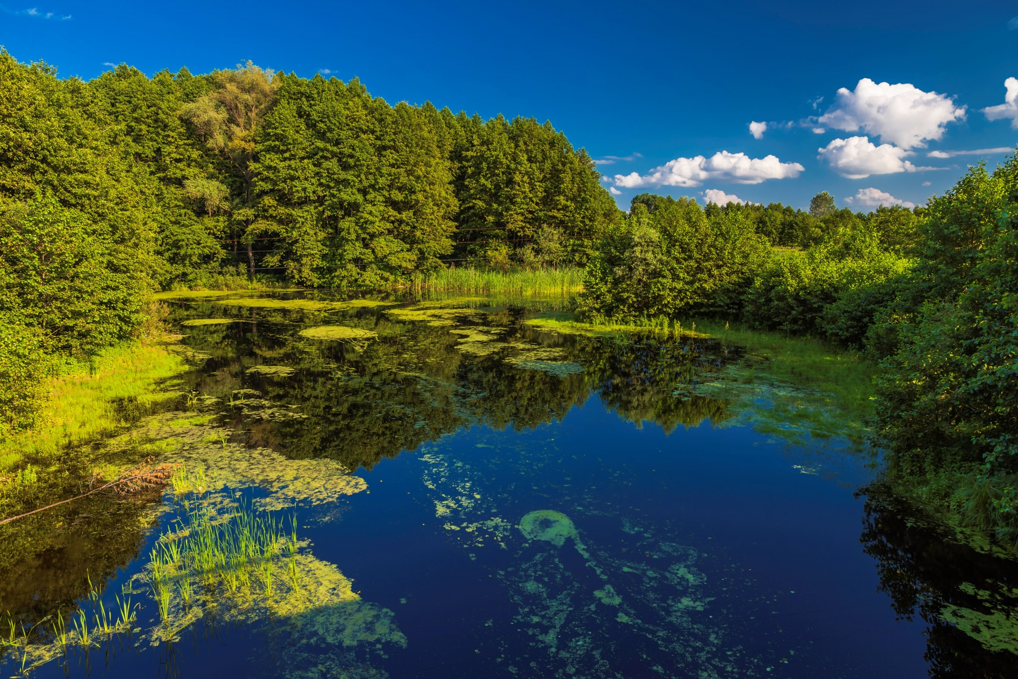 A tranquil lake surrounded by lush green trees under a blue sky. HD Wallpaper