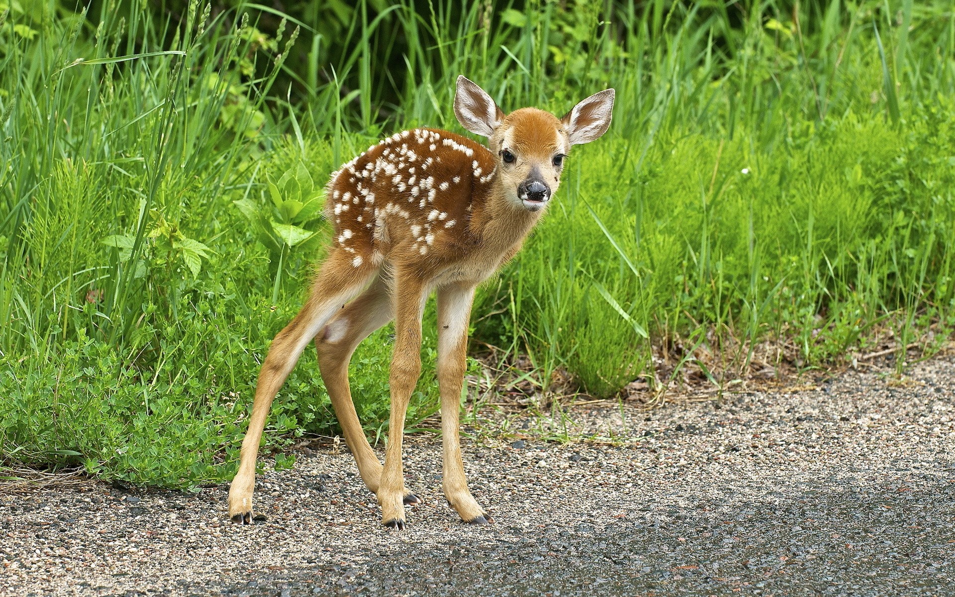 Fawn standing on gravel near green grass HD Wallpaper