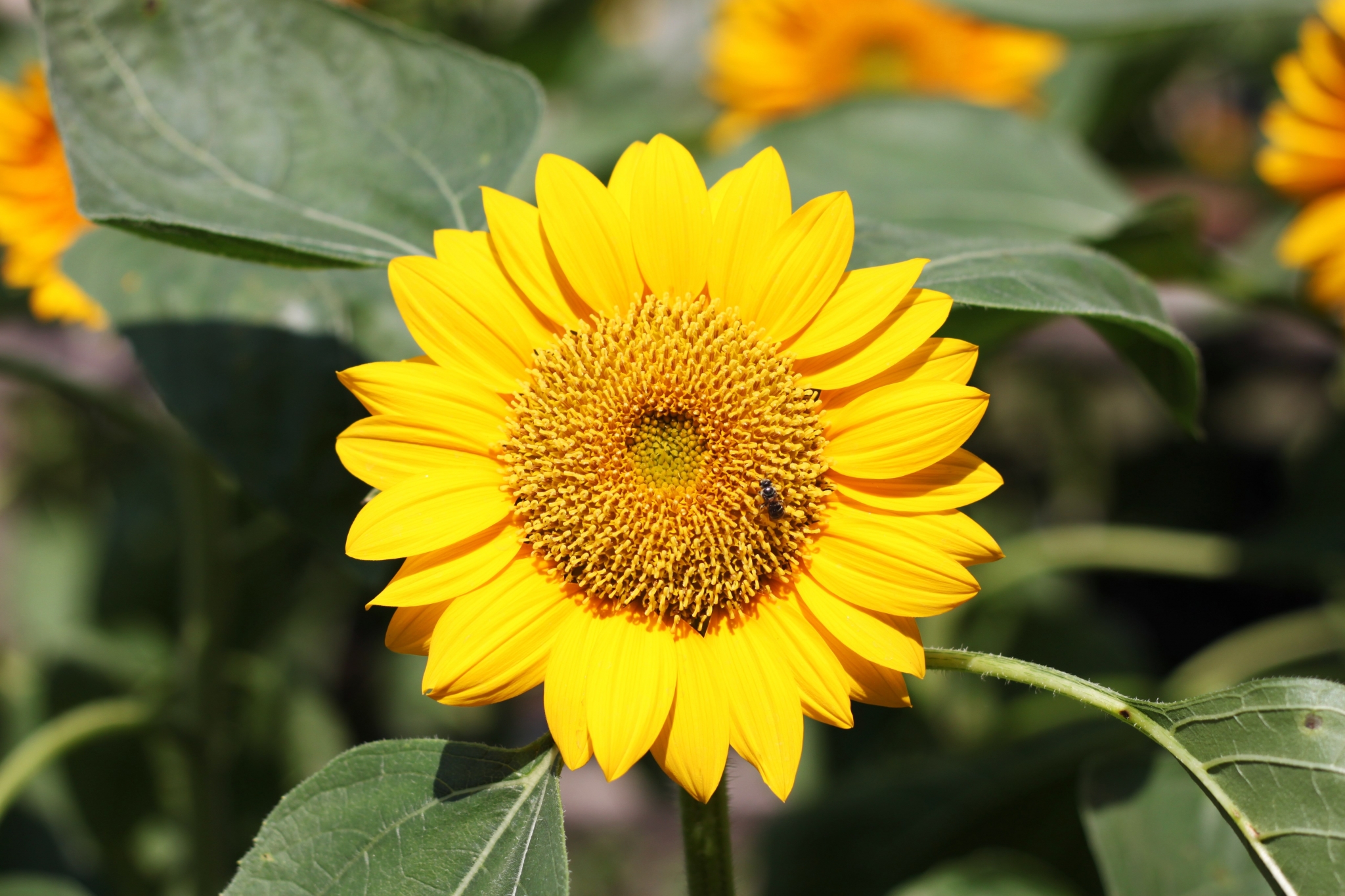 Sunflower with bees HD Wallpaper