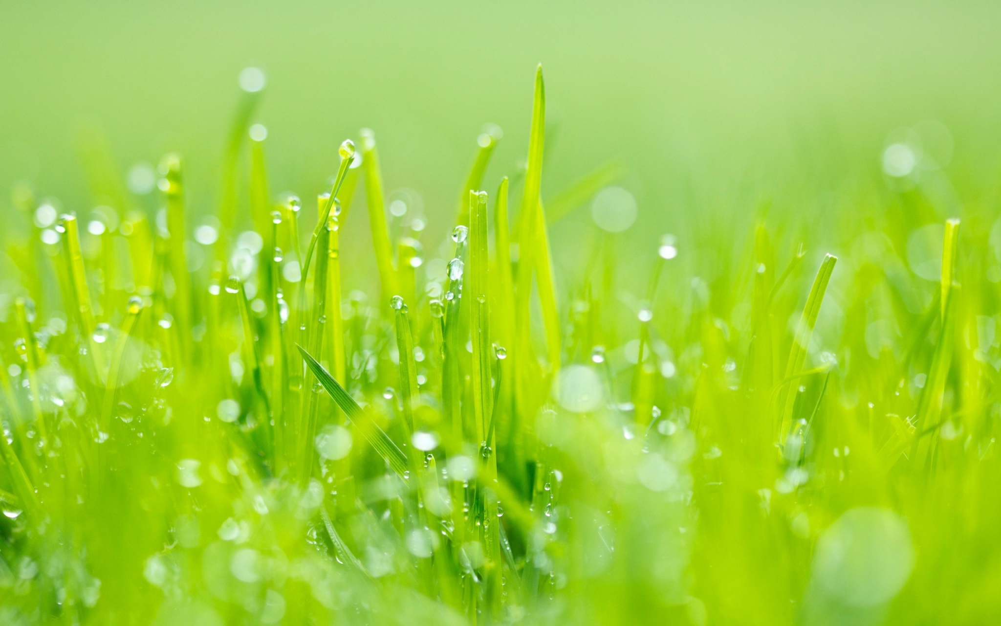 Close-up of green grass with dew drops HD Wallpaper