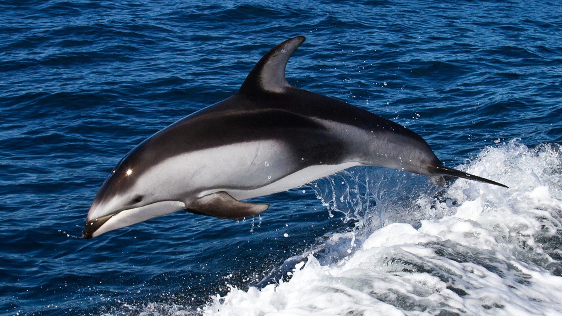 Dolphin leaping from blue ocean water HD Wallpaper