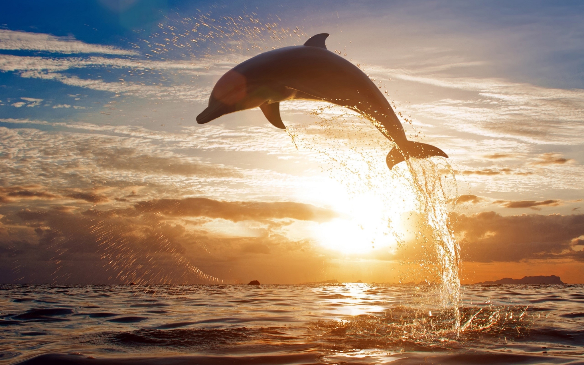 Dolphin jumping out of the ocean at sunset HD Wallpaper