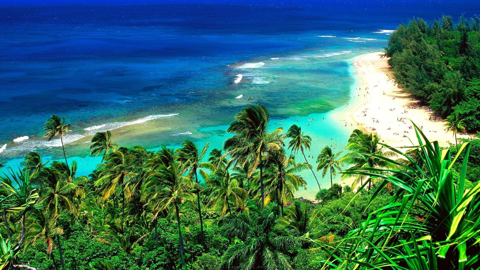 Hawaii beach with palm trees and ocean HD Wallpaper
