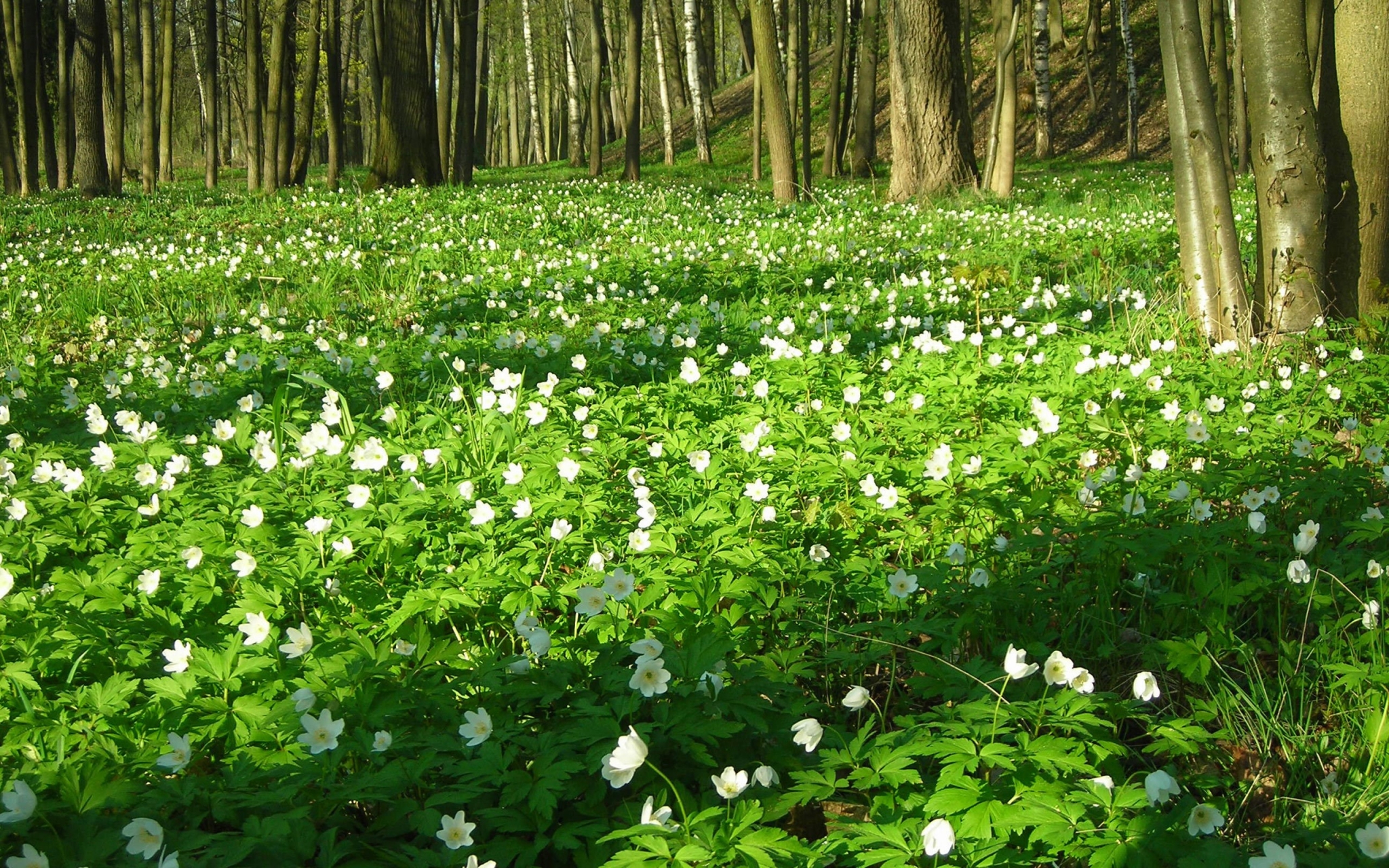 Forest floor covered in white anemone flowers HD Wallpaper
