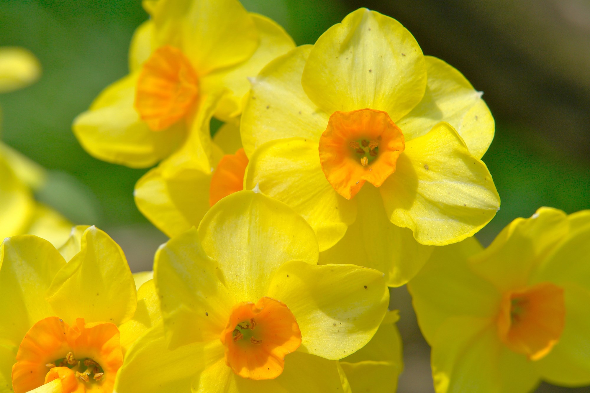 Close-up of yellow daffodils with orange centers HD Wallpaper