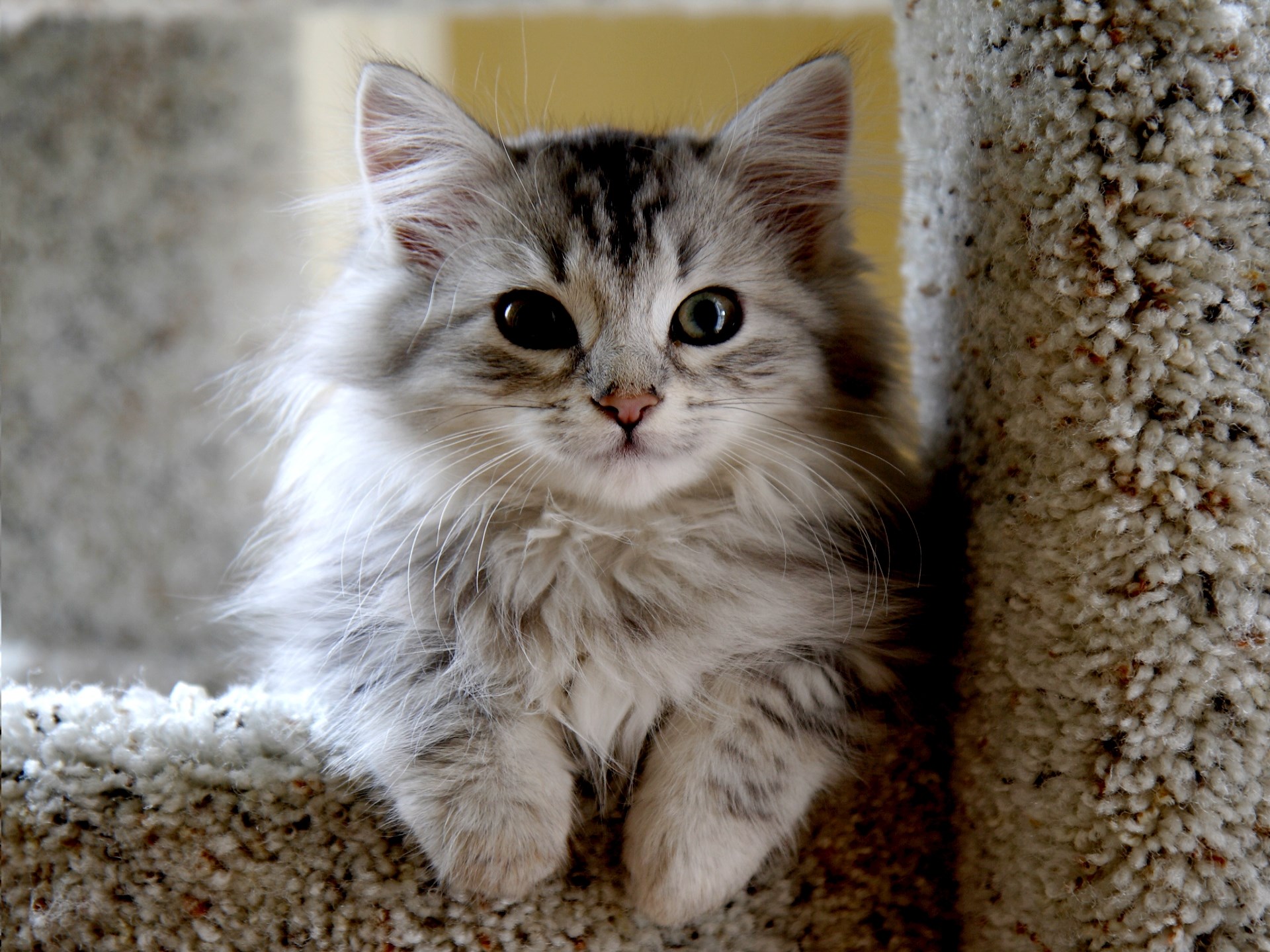 Fluffy Silver Tabby Kitten on Carpet HD Wallpaper
