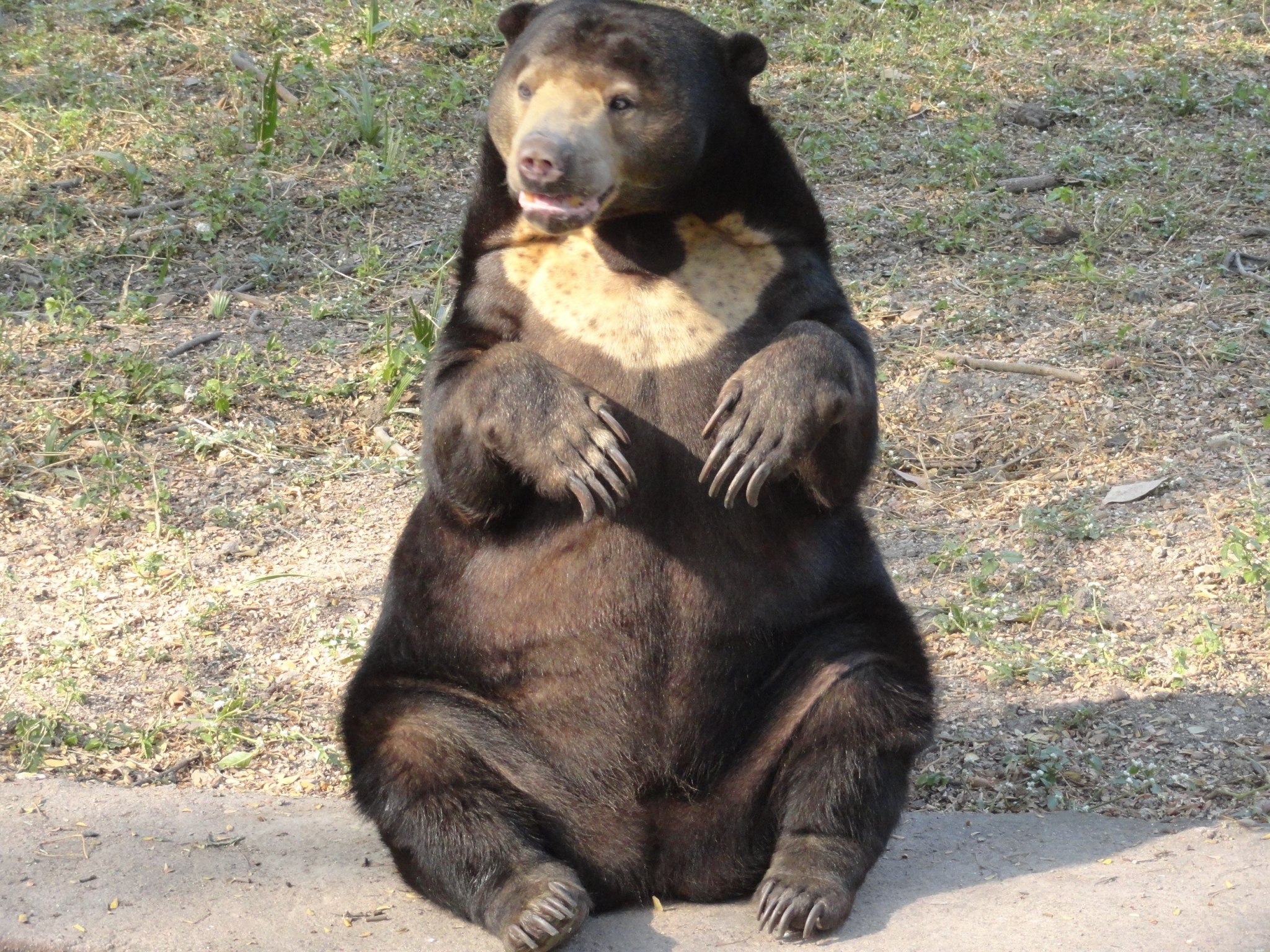 Sun Bear sitting on the ground HD Wallpaper
