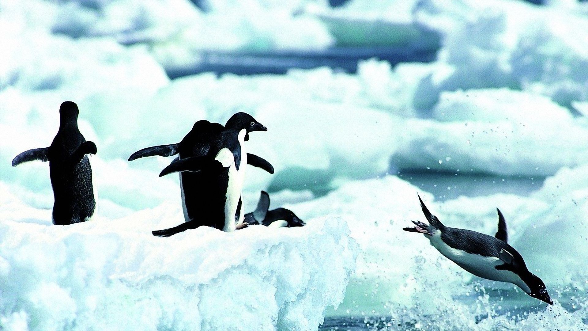 Penguins on ice floes and in water HD Wallpaper