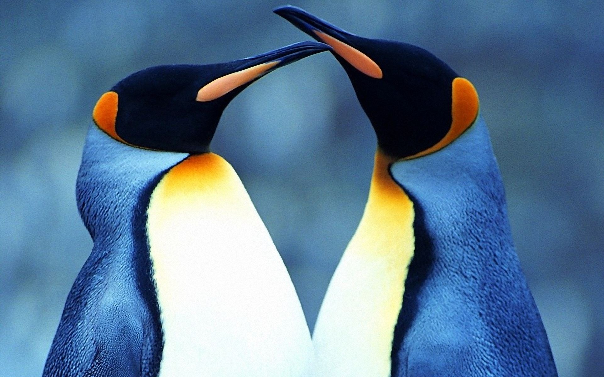 Two King Penguins touching beaks HD Wallpaper
