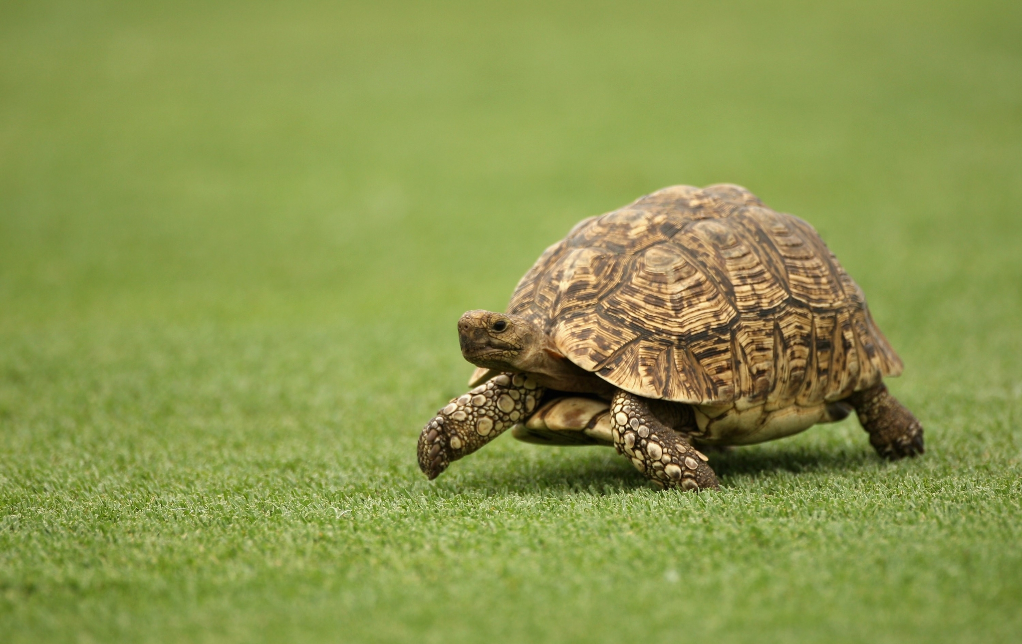 A leopard tortoise walks on green grass HD Wallpaper