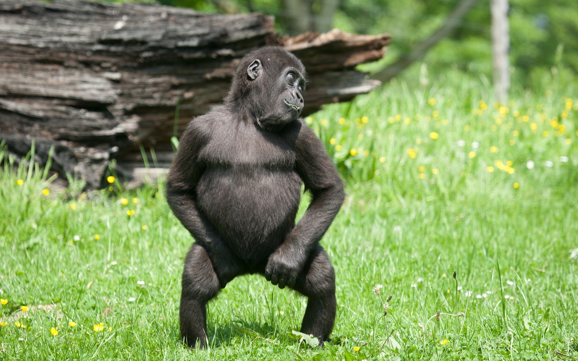 Young gorilla standing in a grassy field HD Wallpaper