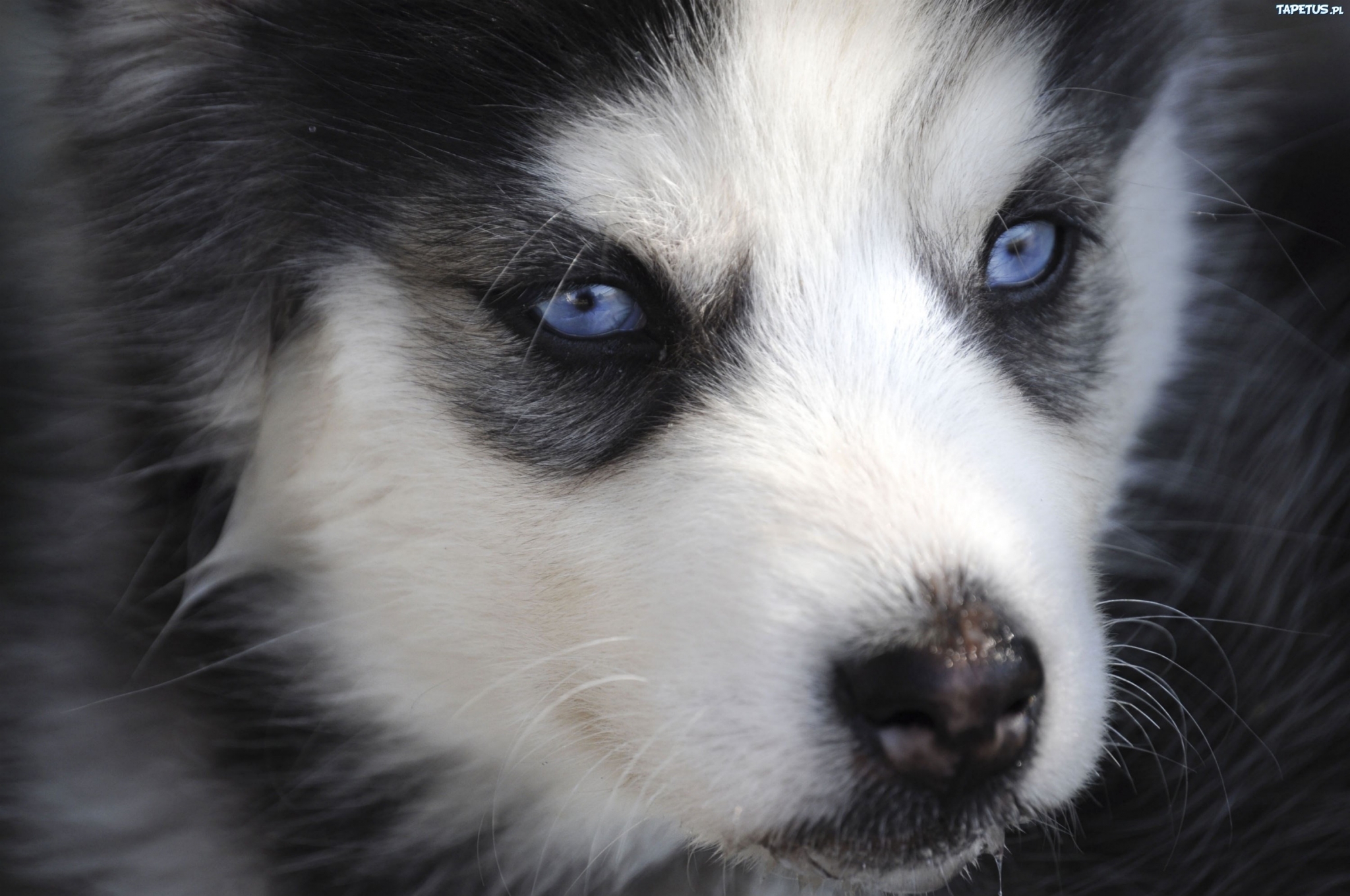 Close-up of a husky puppy's face HD Wallpaper
