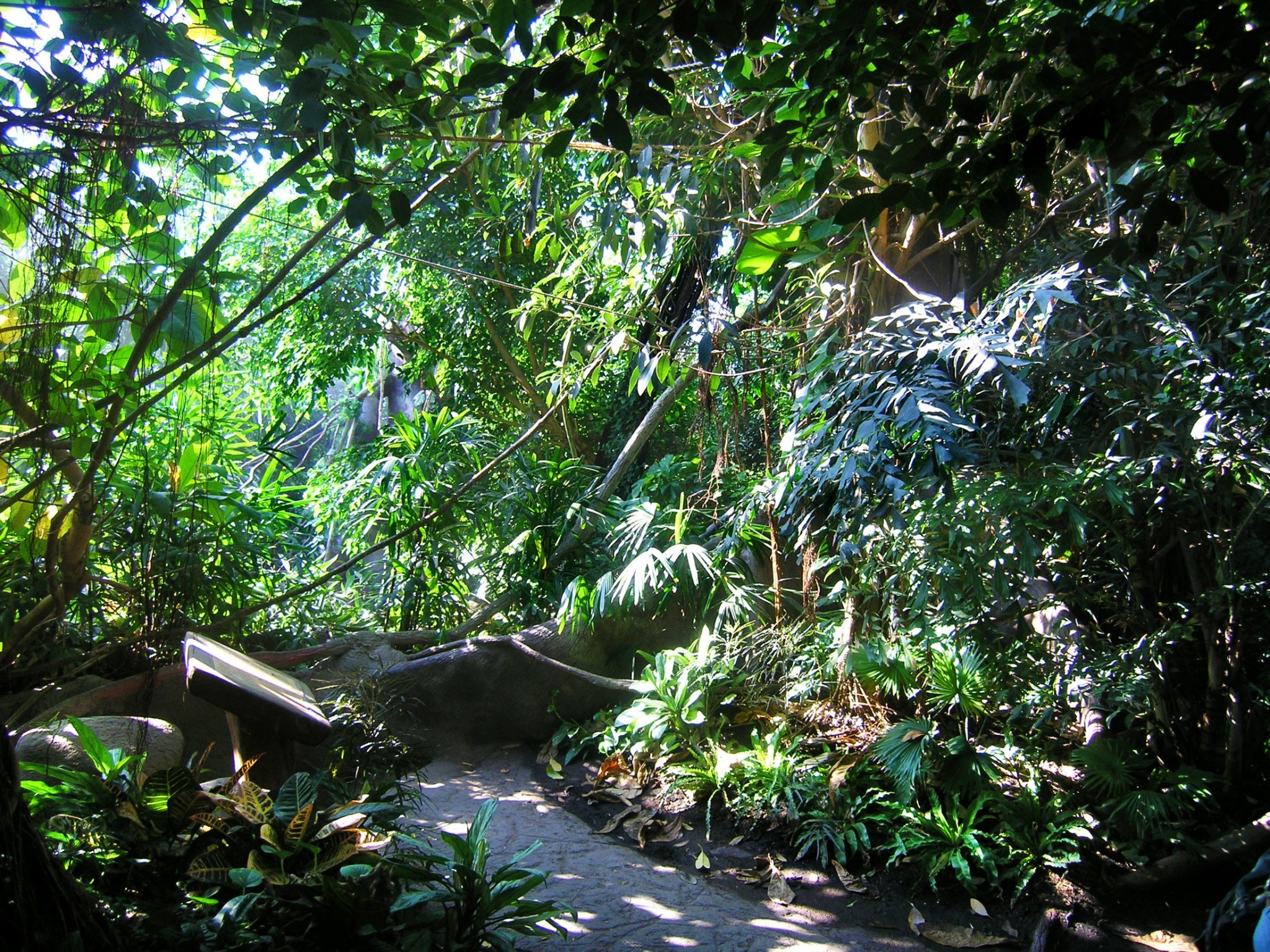 Jungle path with dense foliage and sunlight HD Wallpaper