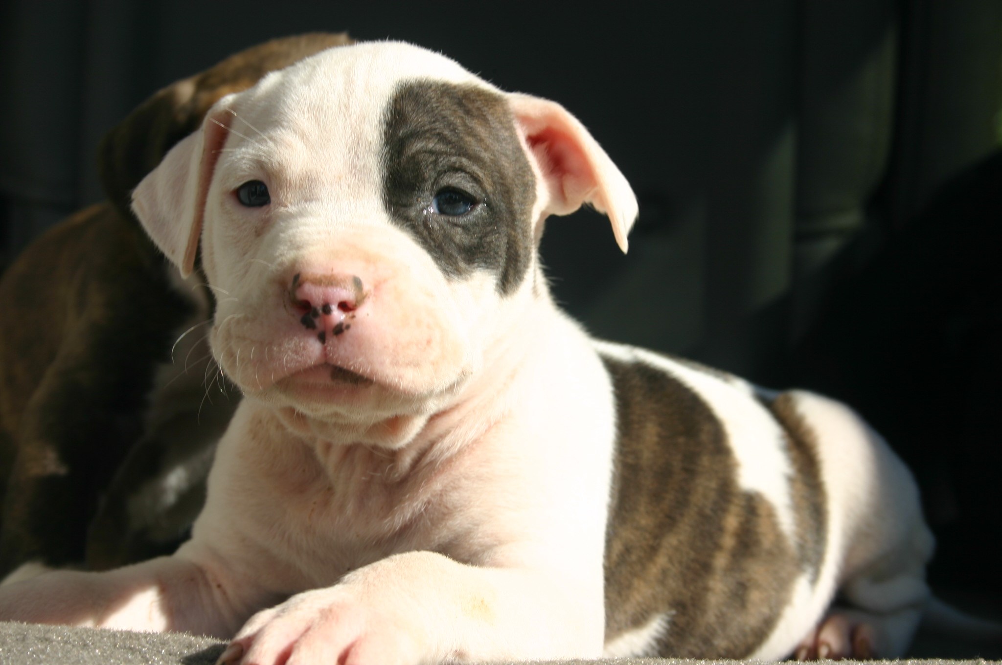 Pitbull puppy with white and brown markings HD Wallpaper
