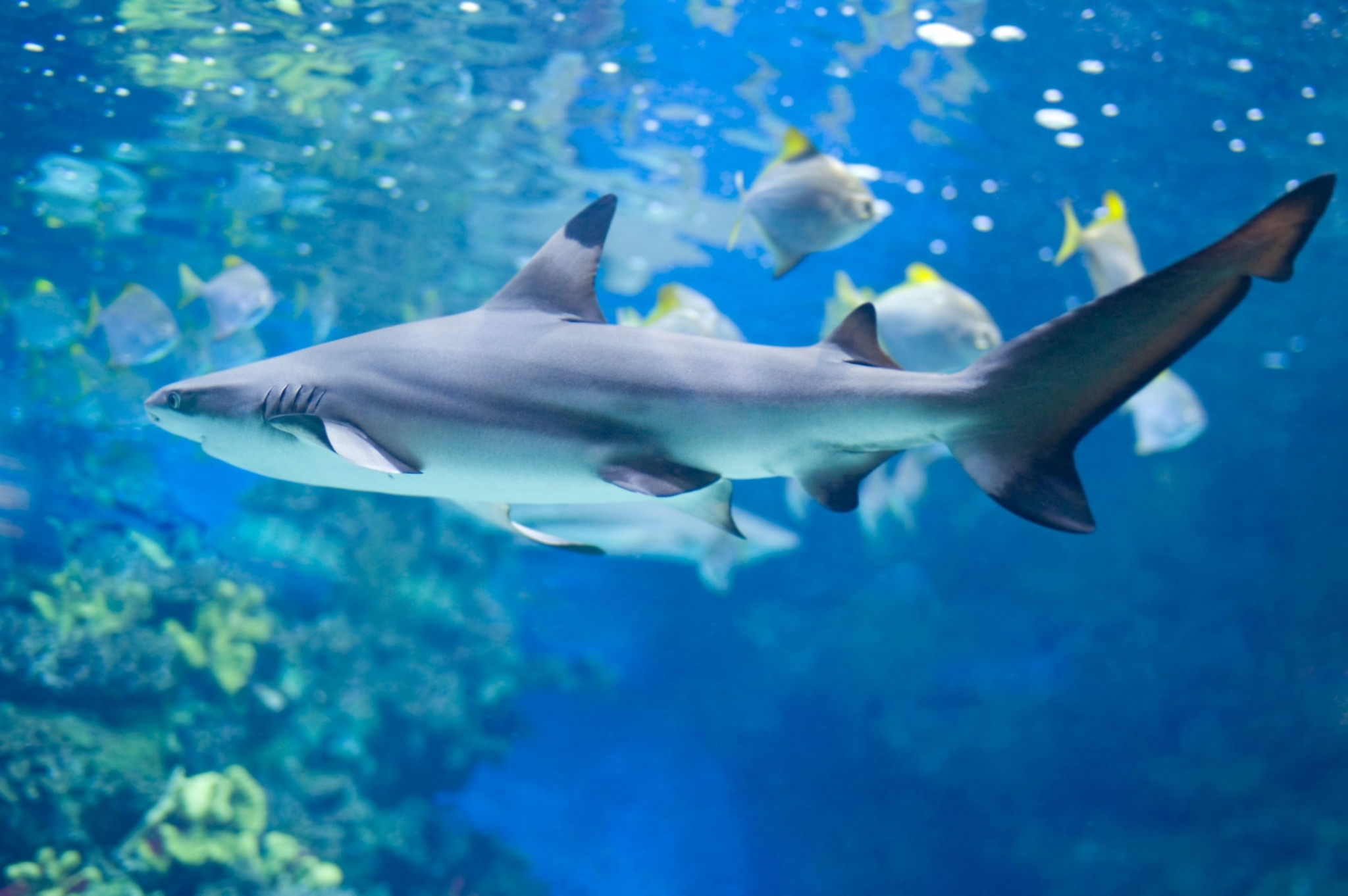 Shark swimming in an aquarium with fish HD Wallpaper