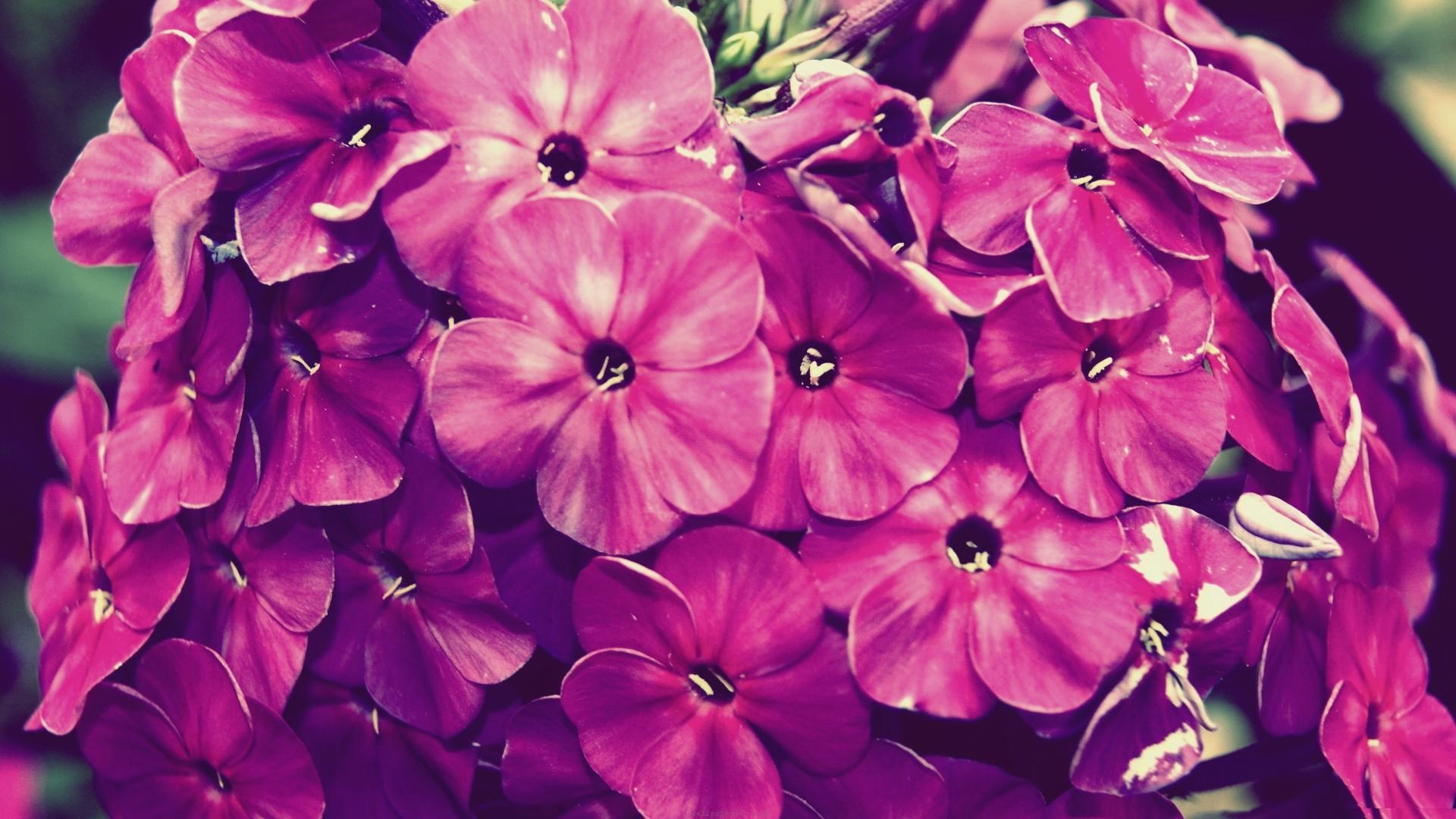 Vintage Pink Phlox Flowers HD Wallpaper