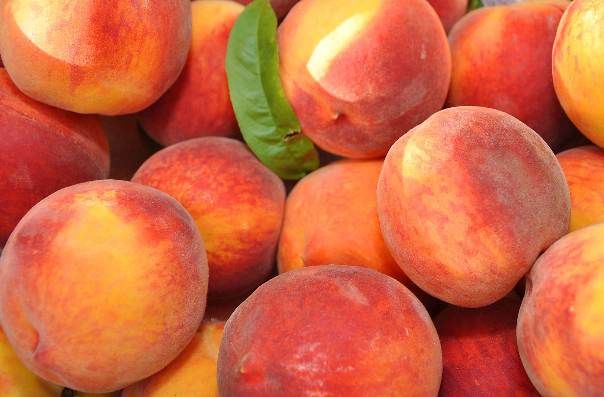 Close-up of ripe peaches with a green leaf HD Wallpaper
