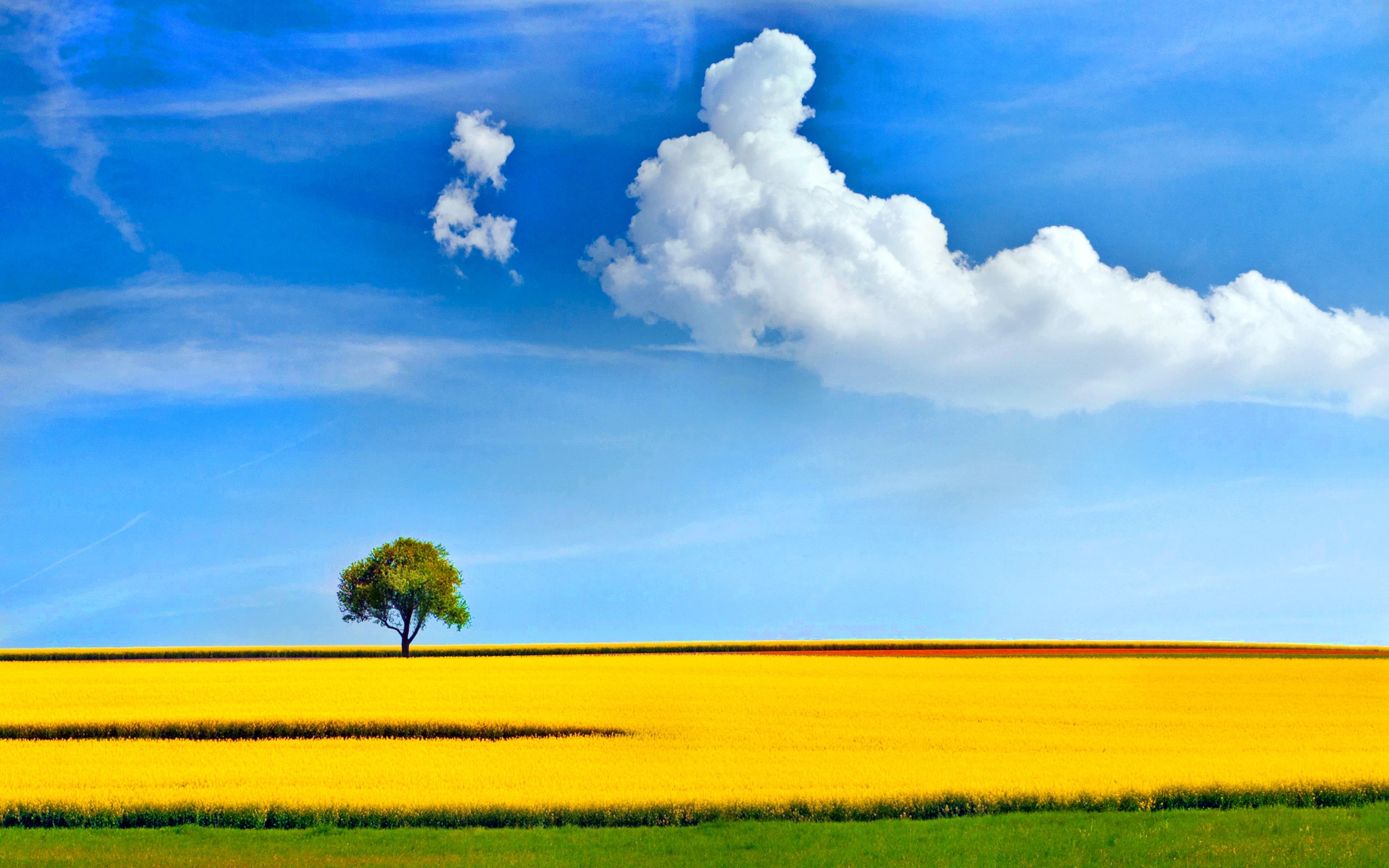Tree in a yellow field under a blue sky HD Wallpaper