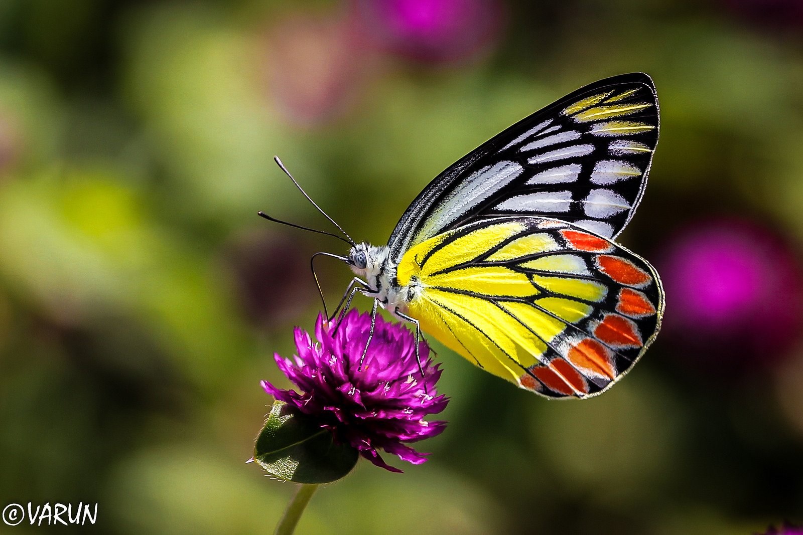 Butterfly on a purple flower HD Wallpaper