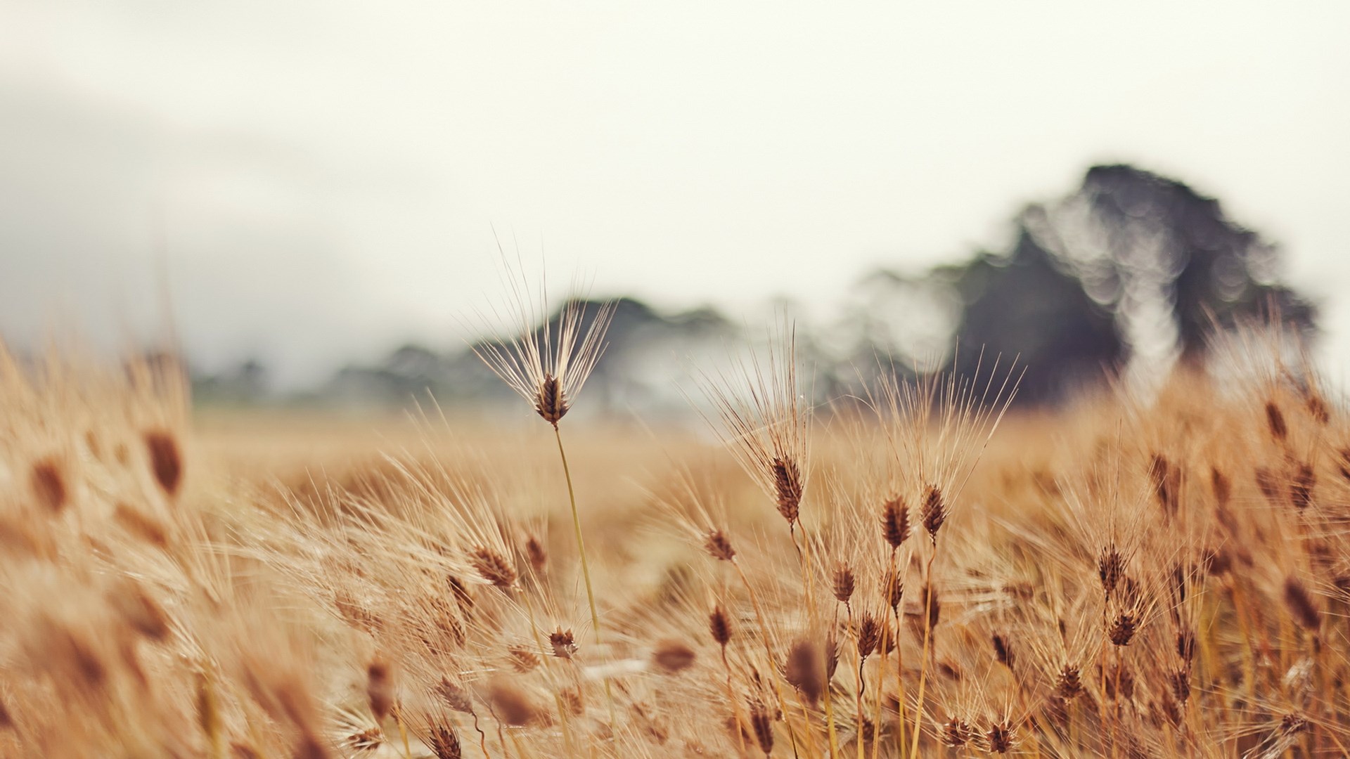 Field of wheat with blurred trees in background HD Wallpaper