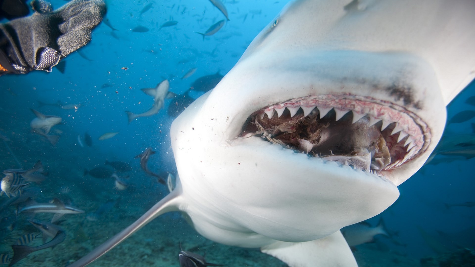 Bull shark feeding underwater with other fish HD Wallpaper