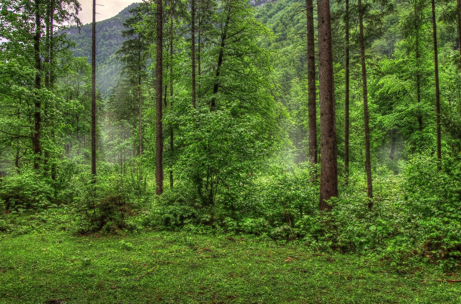 Green forest with tall trees and mist HD Wallpaper
