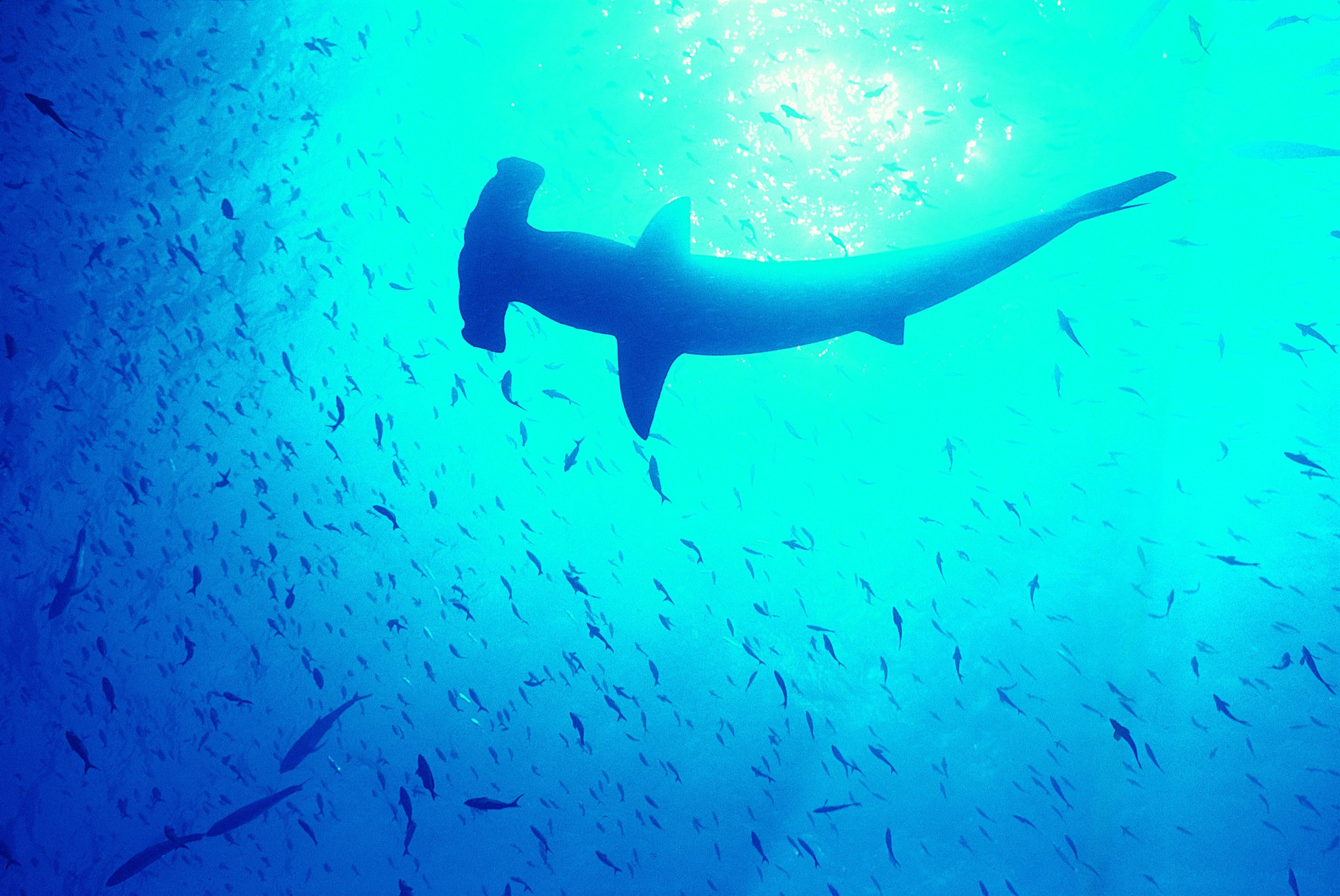 Hammerhead shark swimming with a school of fish HD Wallpaper