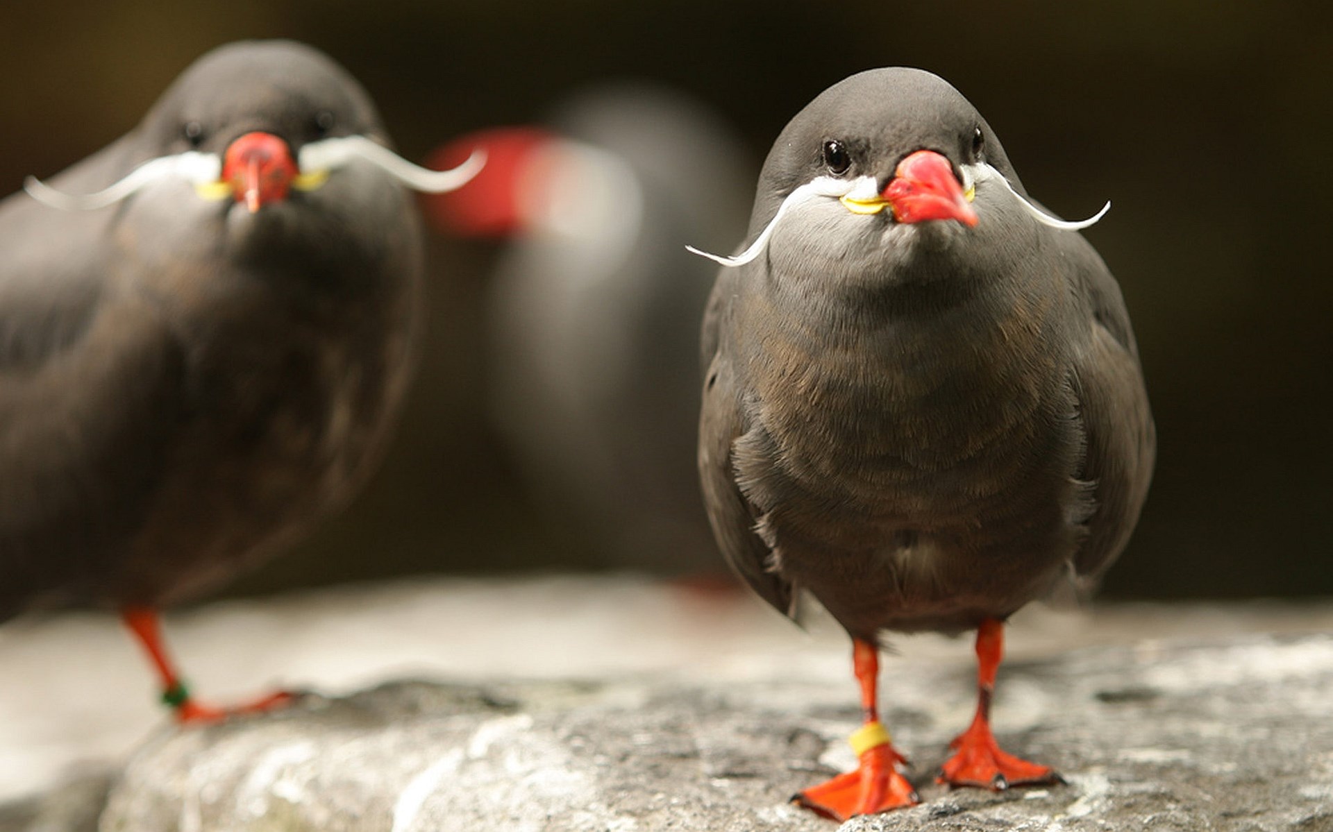 Two Inca Terns with distinctive mustaches HD Wallpaper