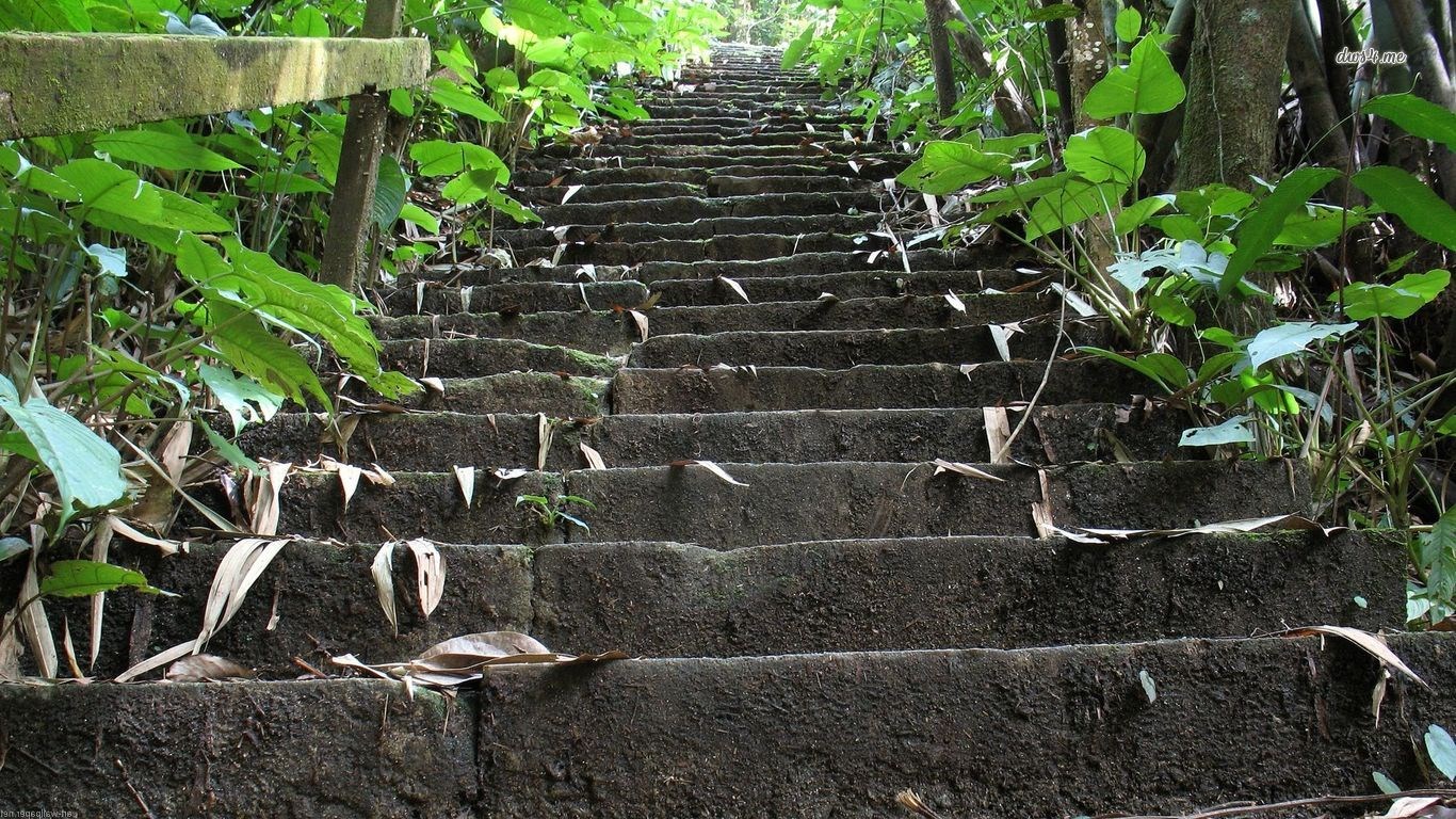 Stone stairs in a jungle HD Wallpaper