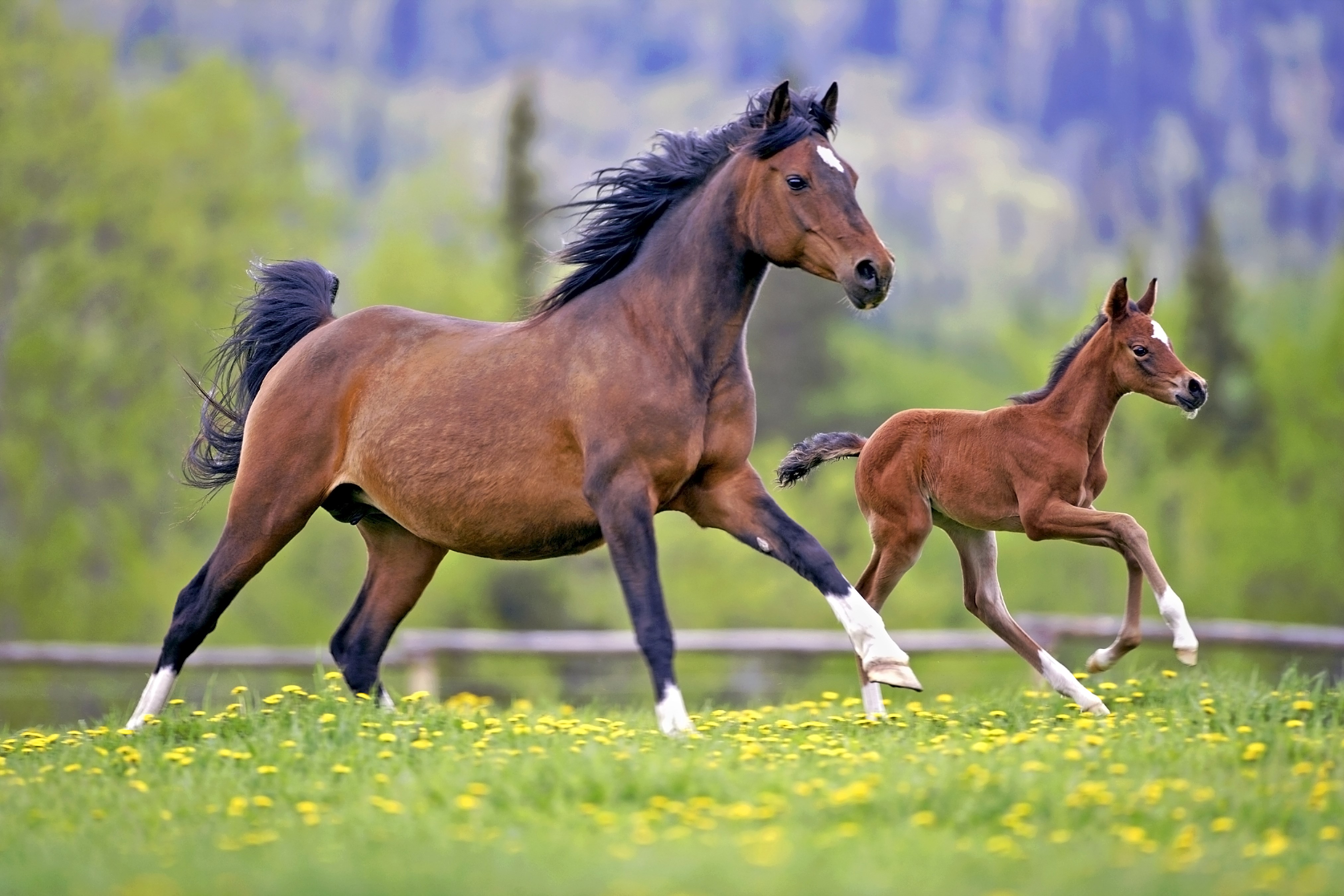 Brown horse and foal running in a field HD Wallpaper