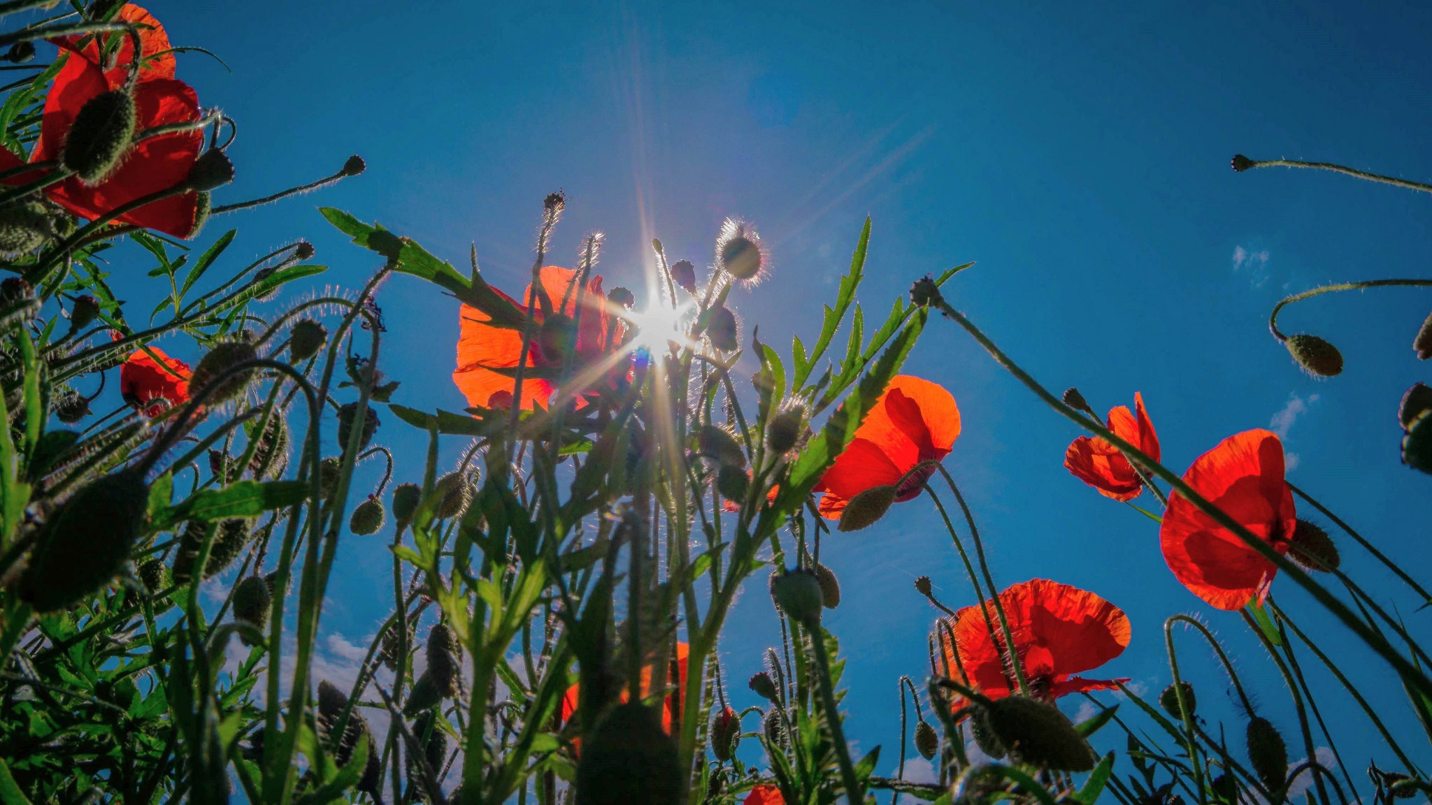 Red Poppies Blooming Under the Sun HD Wallpaper