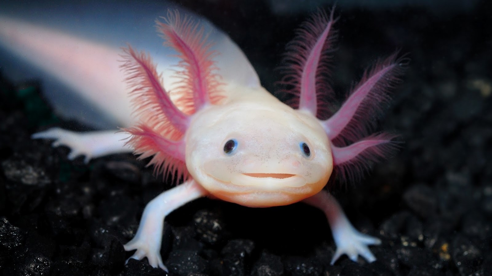 Cute Pink-Gilled Axolotl on Dark Surface HD Wallpaper