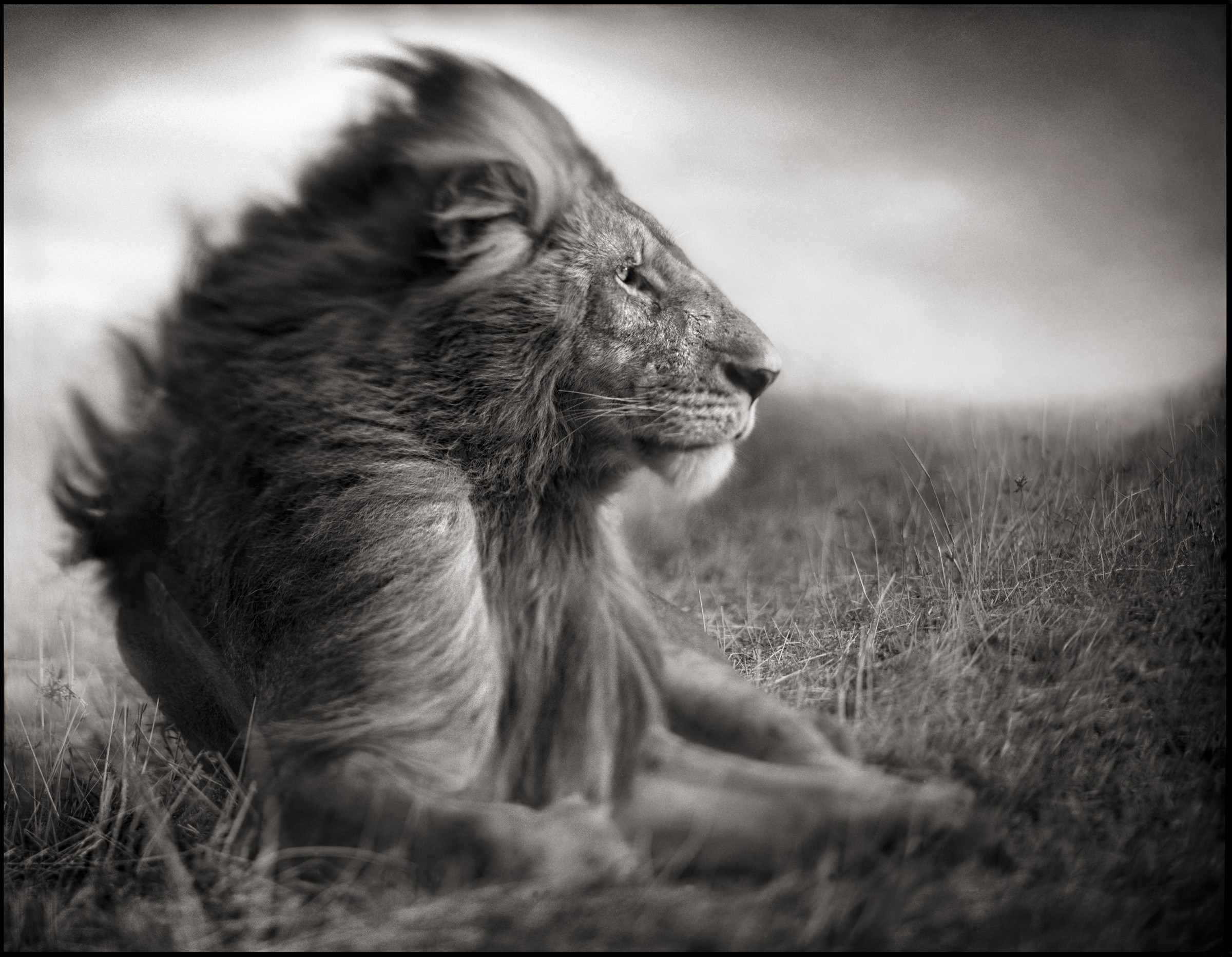 Lion in tall grass HD Wallpaper
