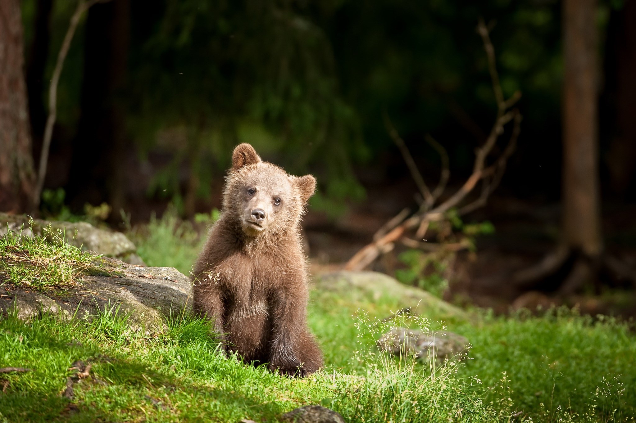 A young bear sits in a grassy forest clearing HD Wallpaper