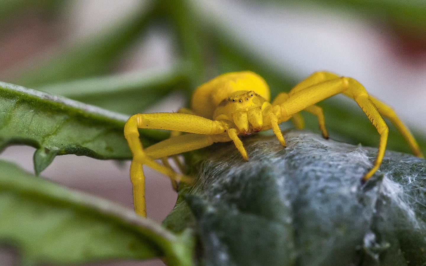 Yellow crab spider on a green leaf HD Wallpaper