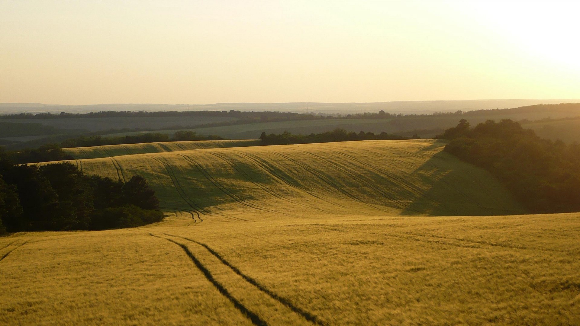 Golden wheat fields at sunset with rolling hills HD Wallpaper