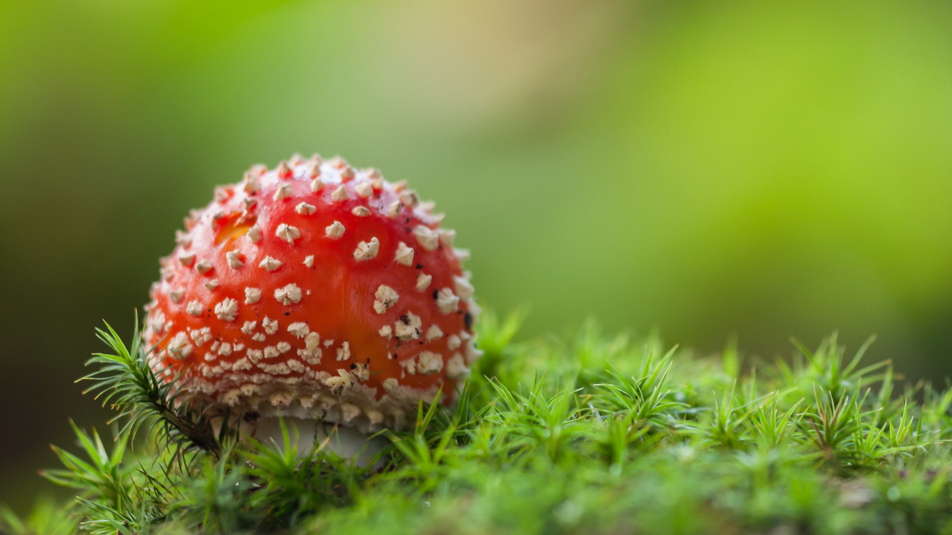 Amanita muscaria mushroom on moss HD Wallpaper